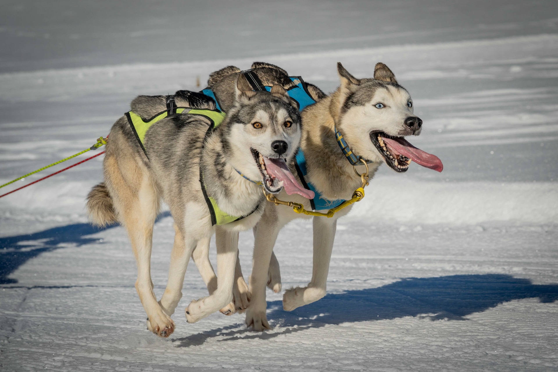 Franz Stiglbauer "Huskyrennen"