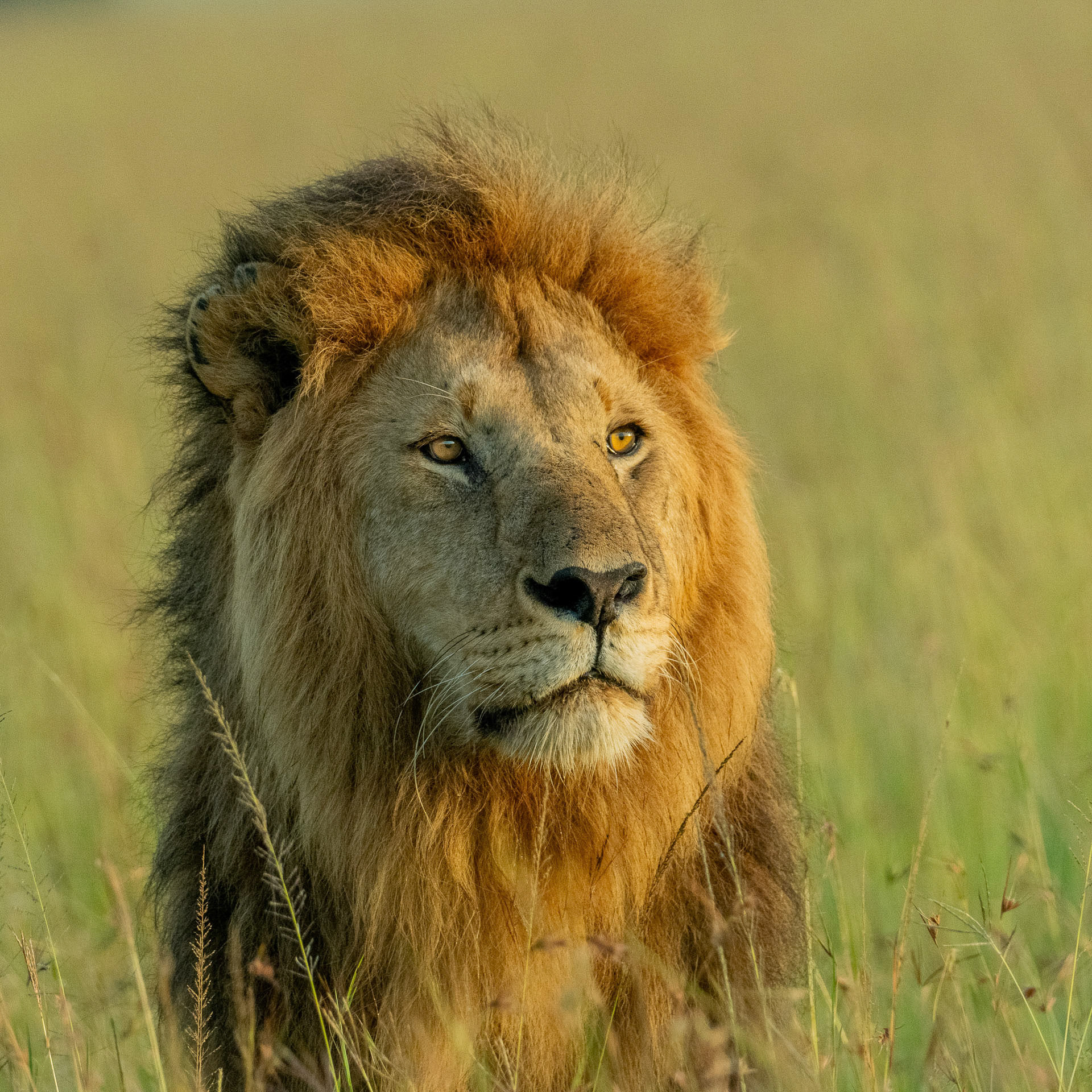 Franz  Stiglbauer "auf Pirsch"