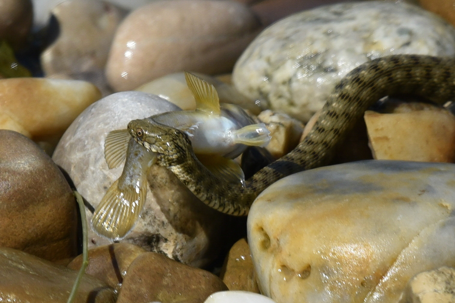 Franz Hebenstreit "Große Beute"