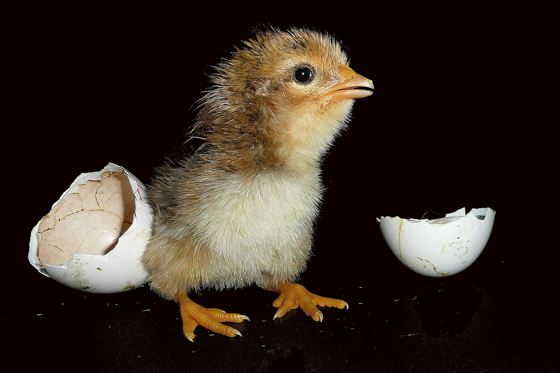 Franz Hebenstreit "wo bin ich"