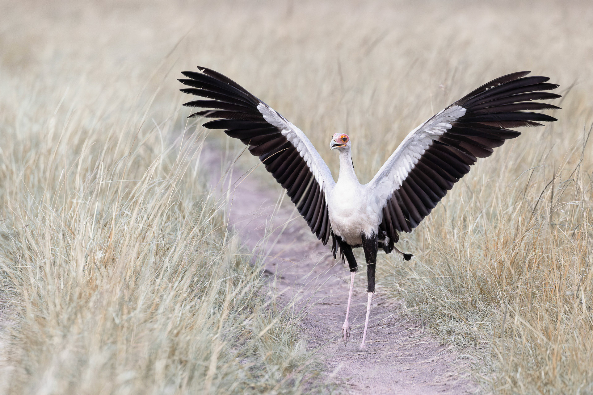 Klaus  Pichler "Sagittarius"