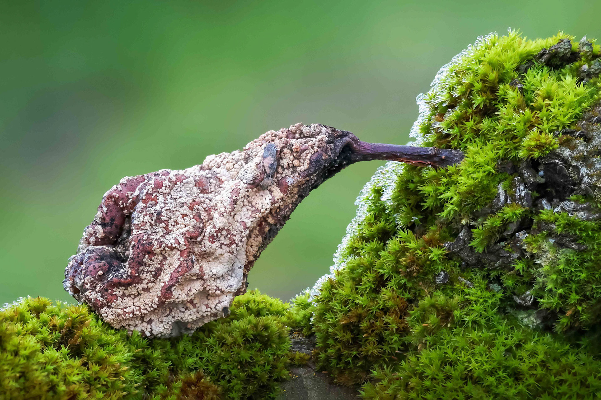 1. Franz Haunschmied "Vogelbirne"
