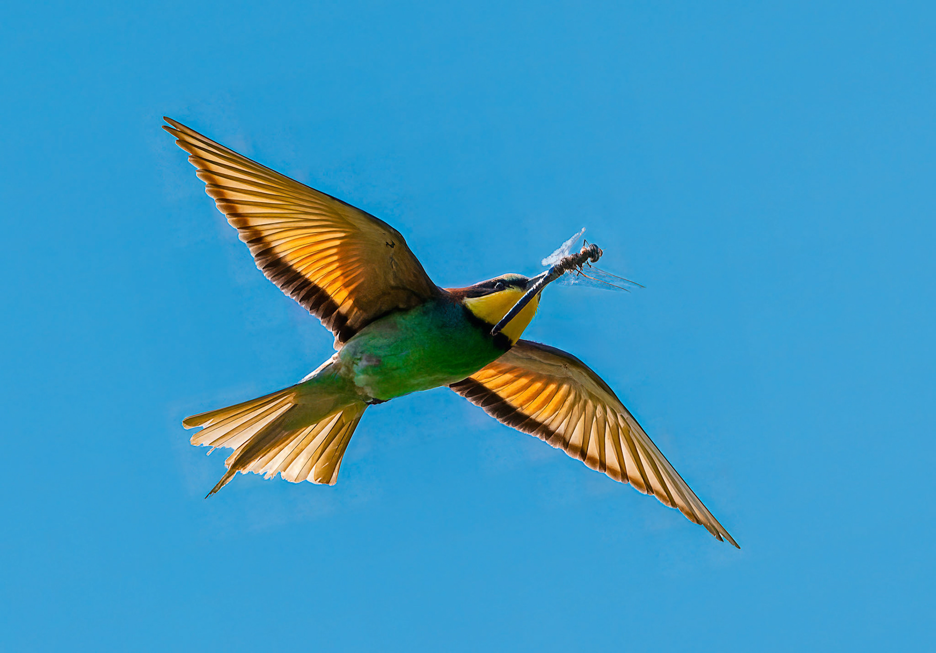 Gerhard Schneglberger "Bienenfresser im Flug"
