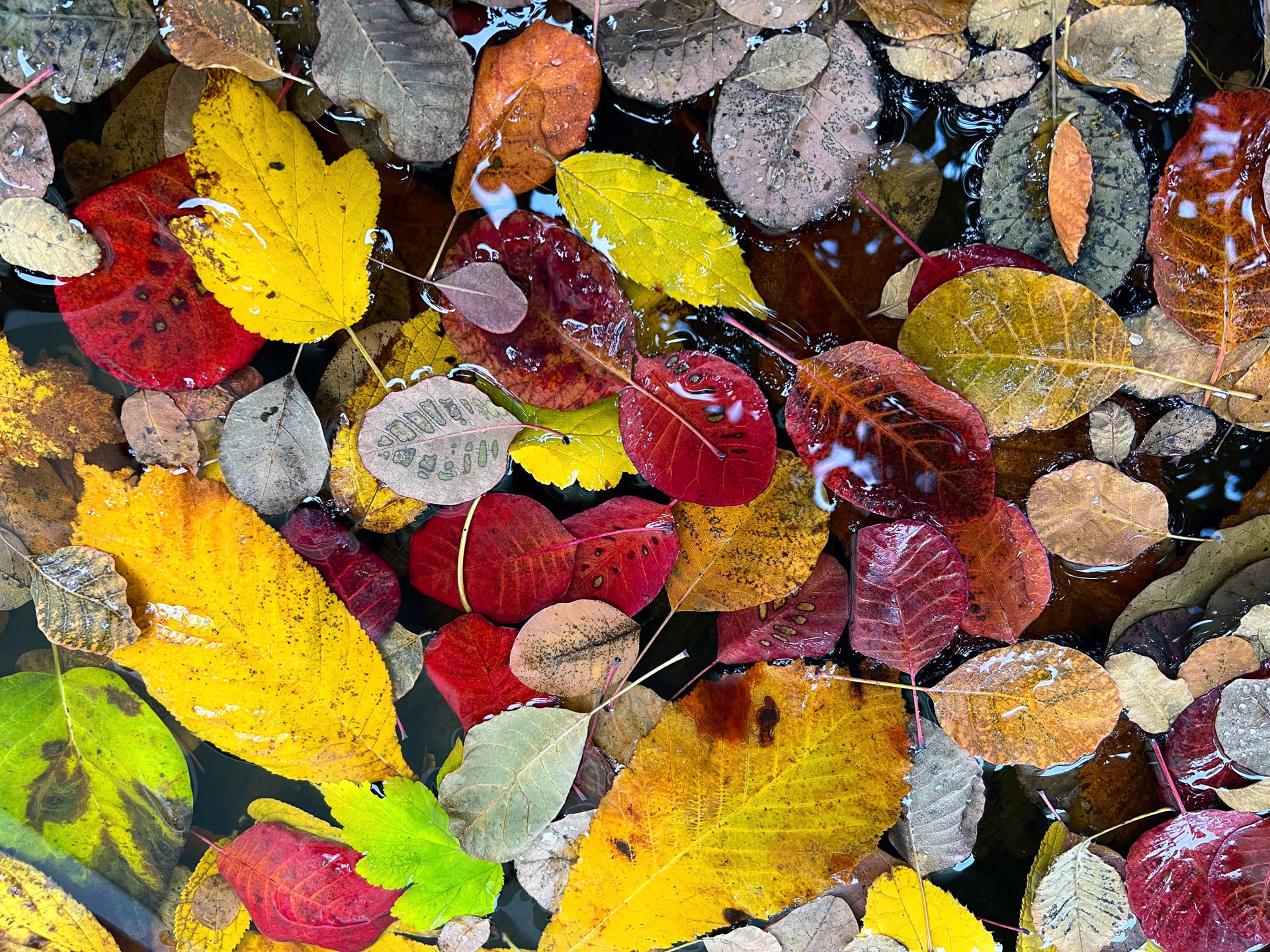 Hans Jürgen  Watzinger "Ohne Einwirkung"