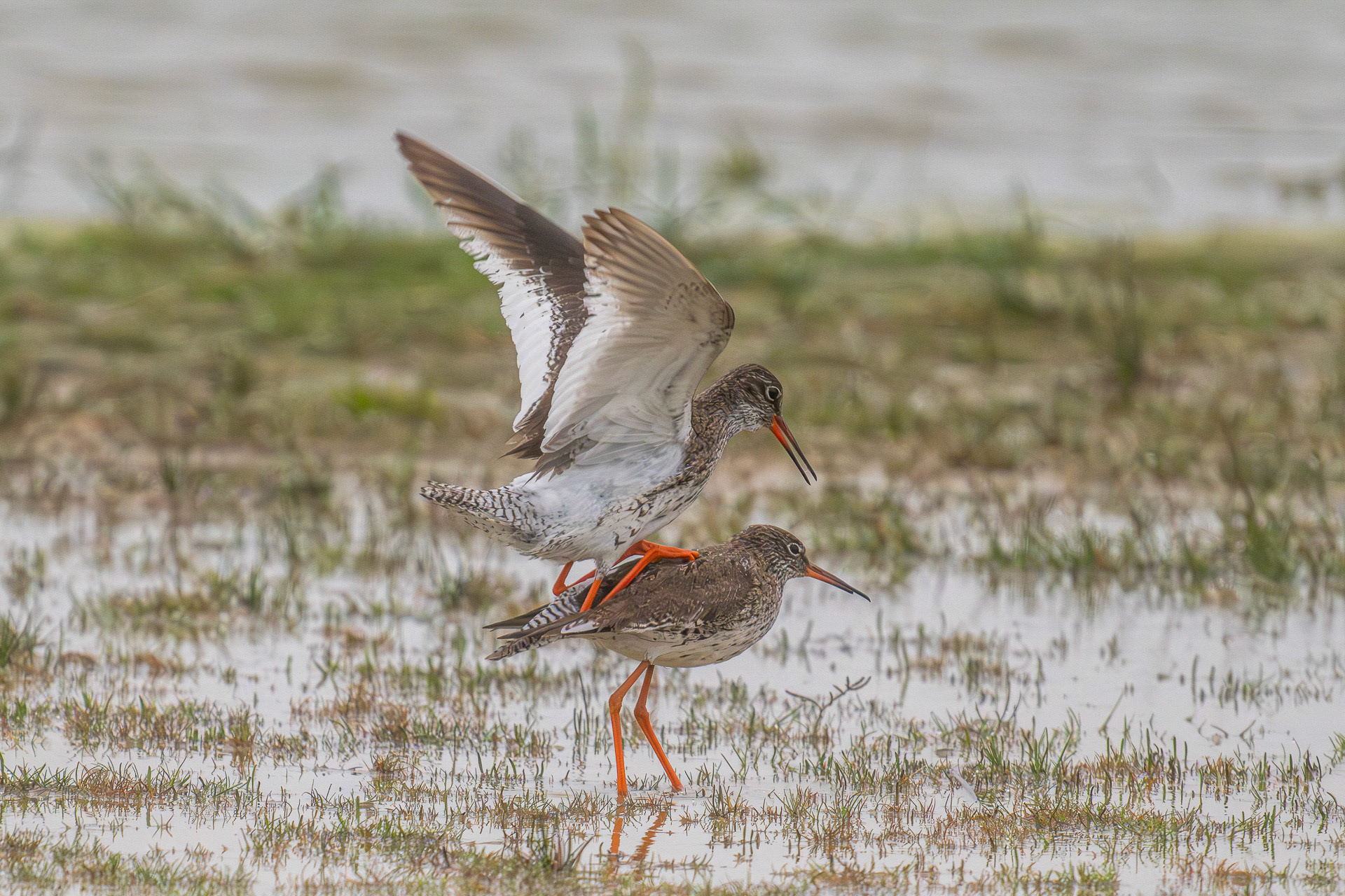 1. "Rotschenkel" Franz Stiglbauer