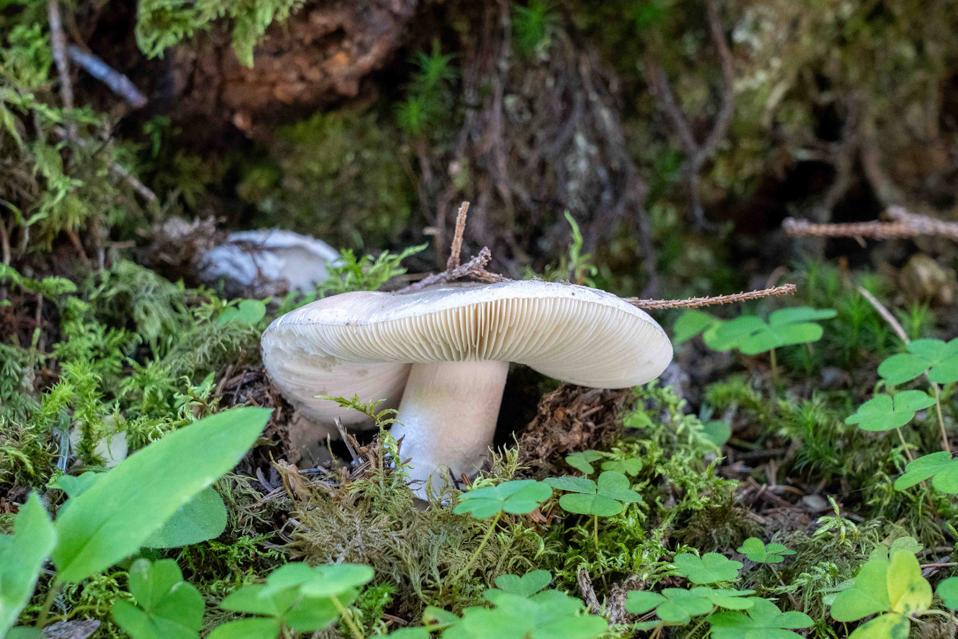 Markus Trausinger "einsam"