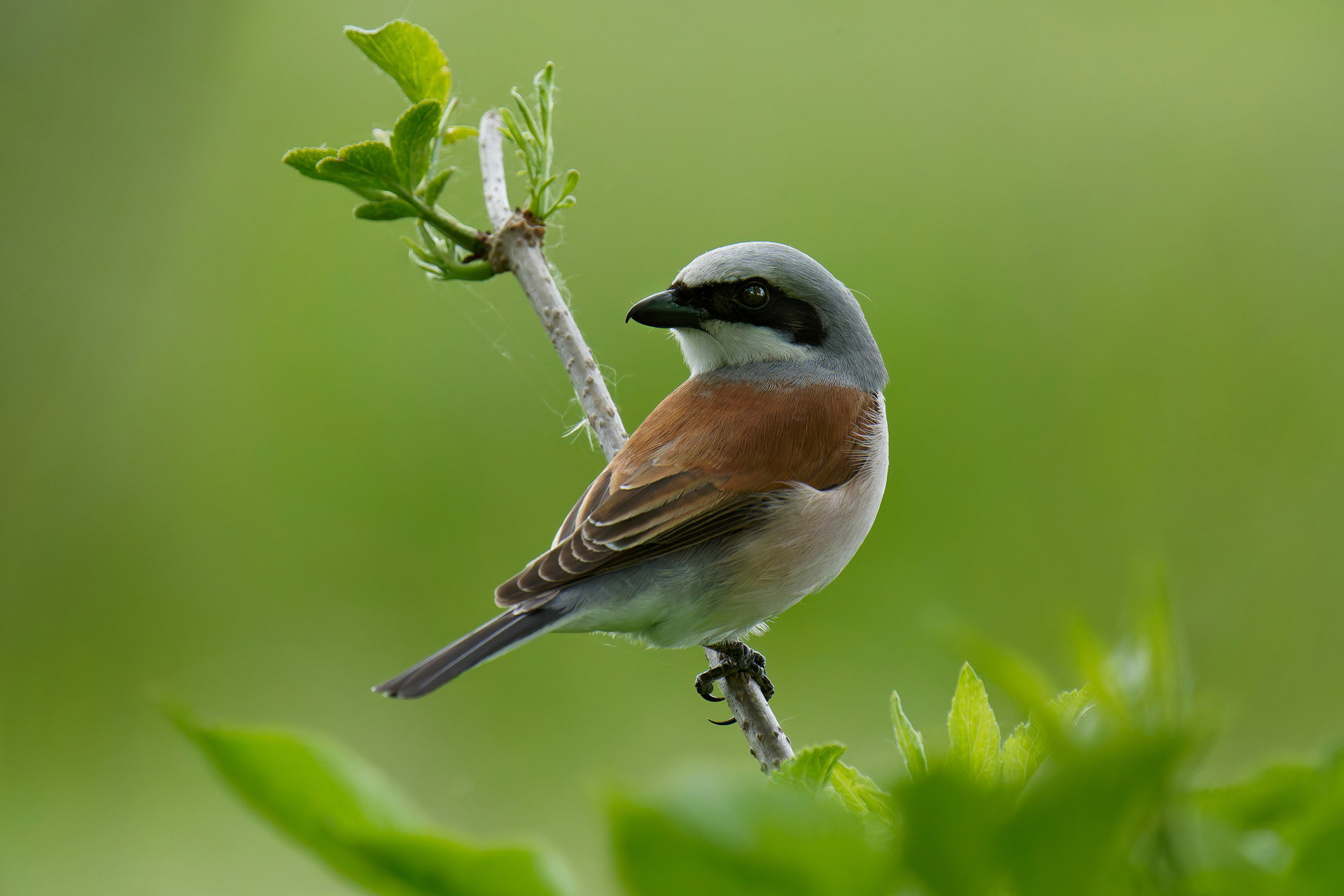 Walter  Trausinger "Neuntöter"