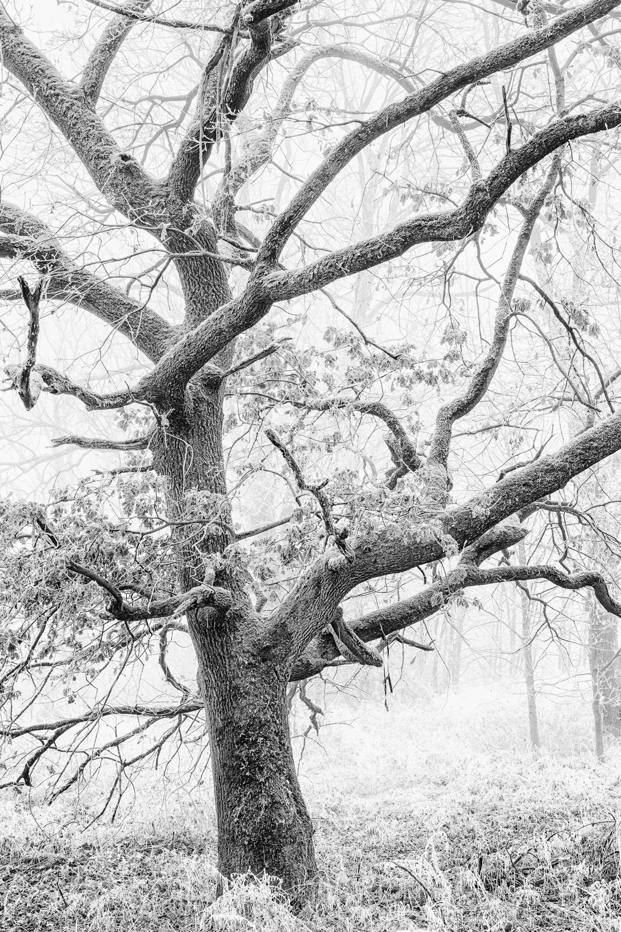 Lieblingsbaum von Klaus Pichler