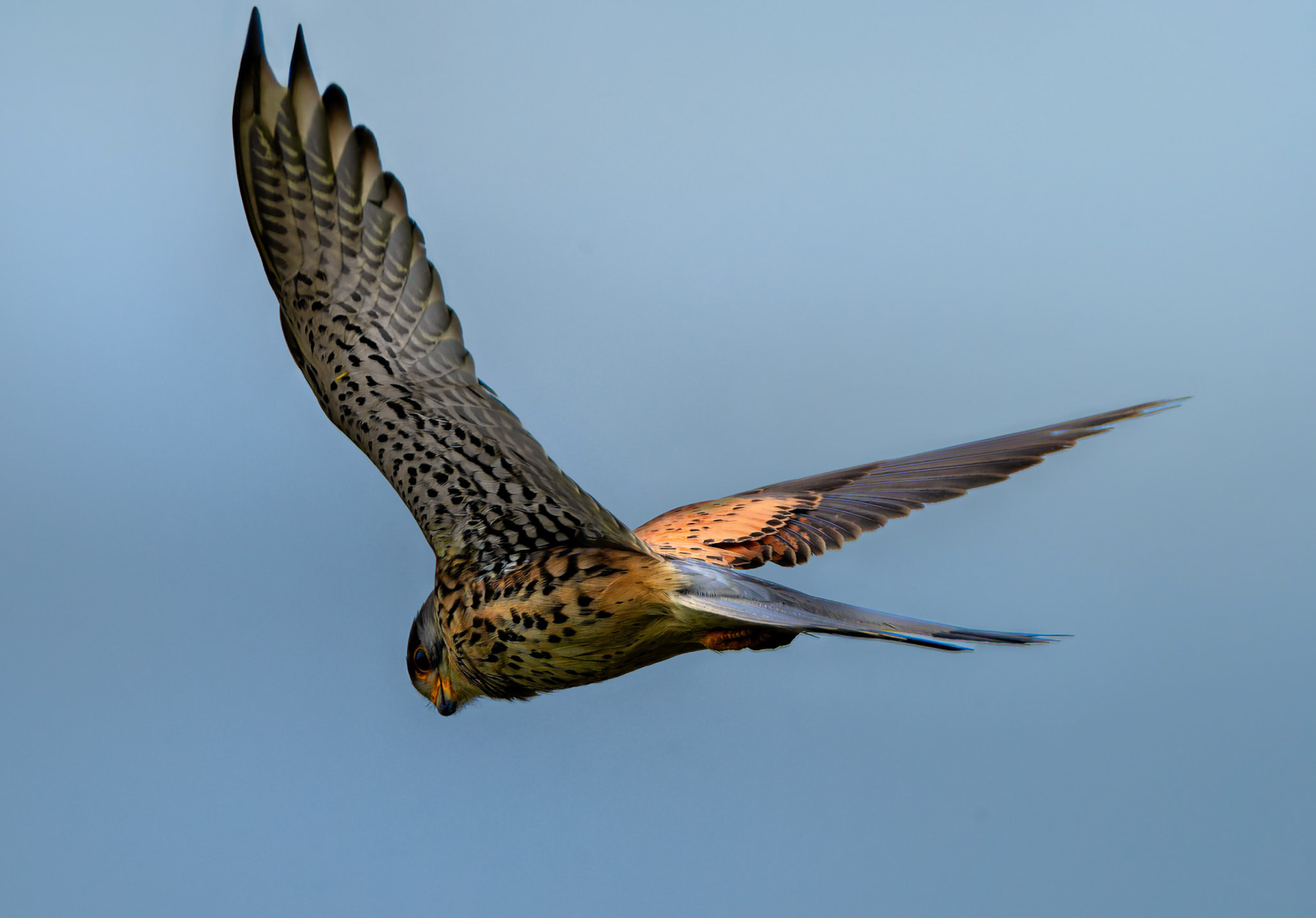 1. Gerhard Schneglberger "Turmfalke"