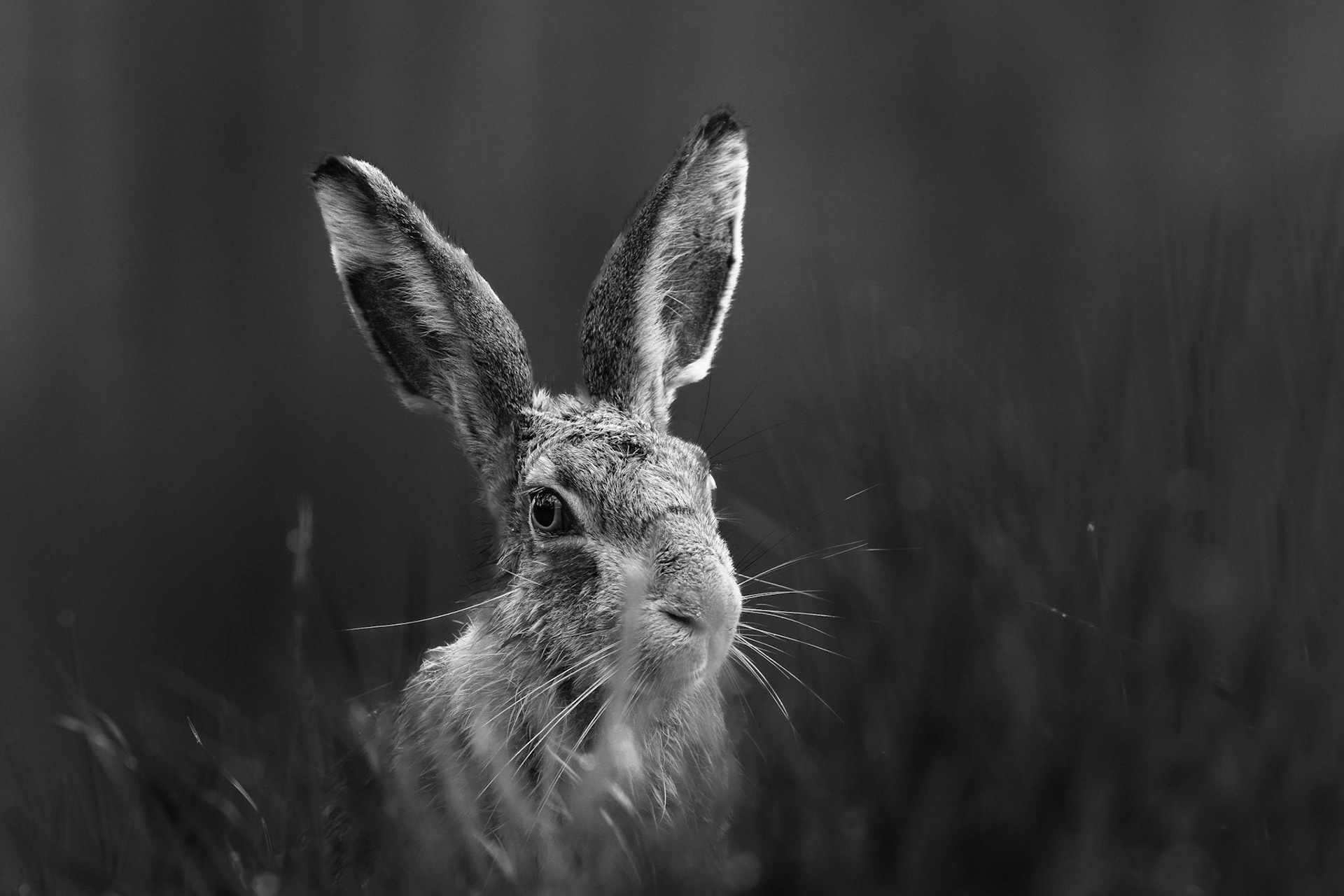 Franz Haunschmied "Meister Lampe"