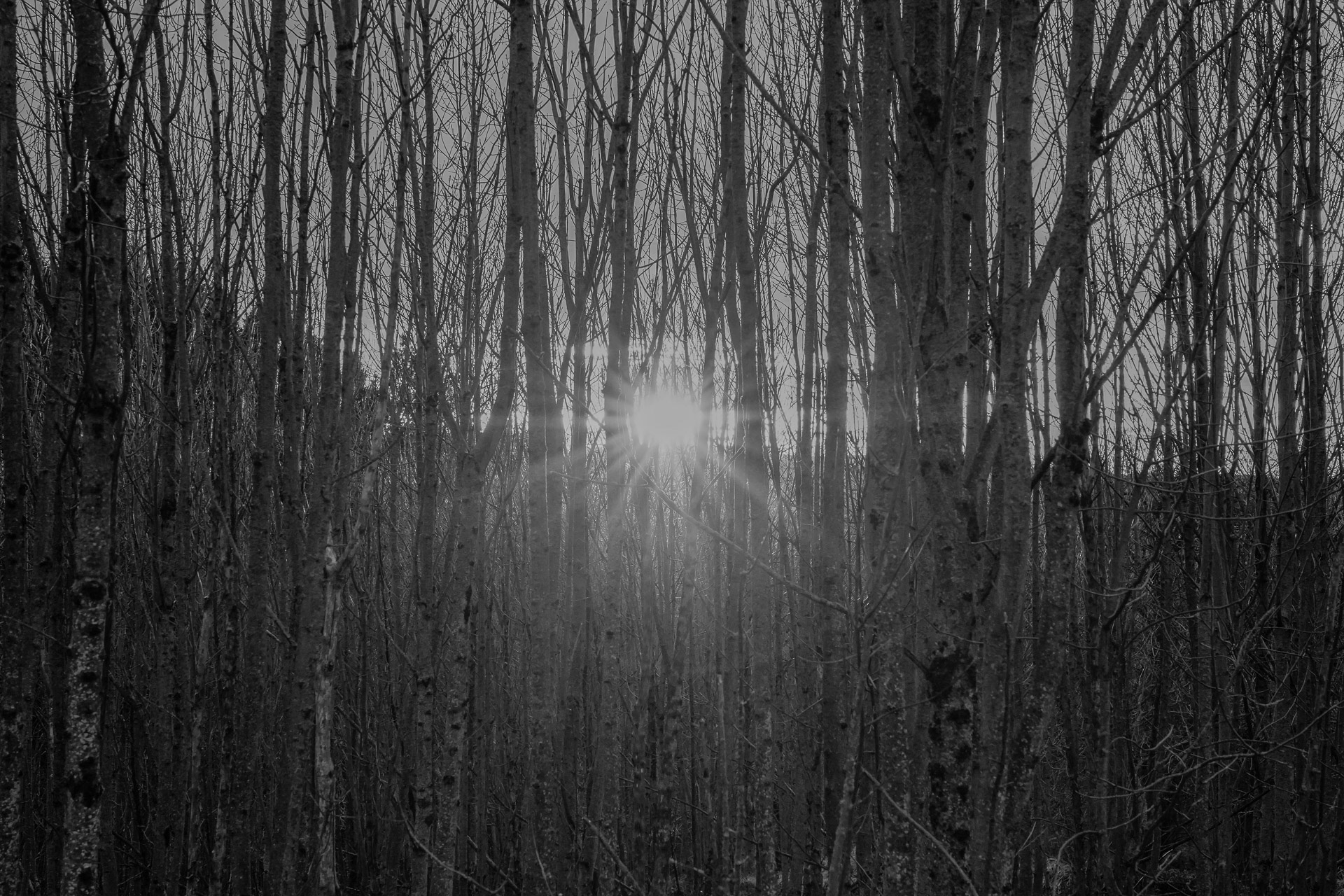 Markus  Trausinger "die letzten Sonnenstrahlen"