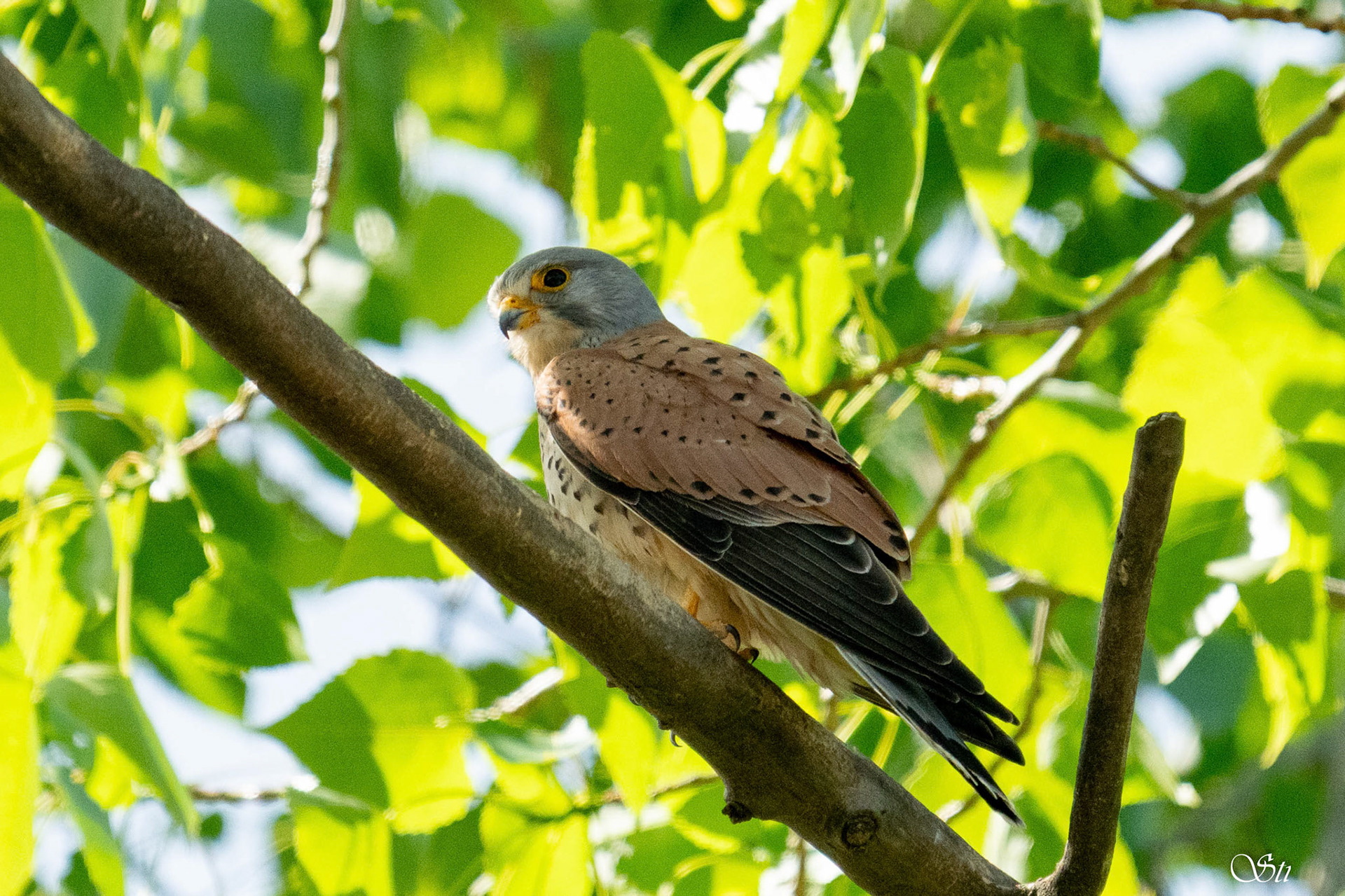 Turmfalke