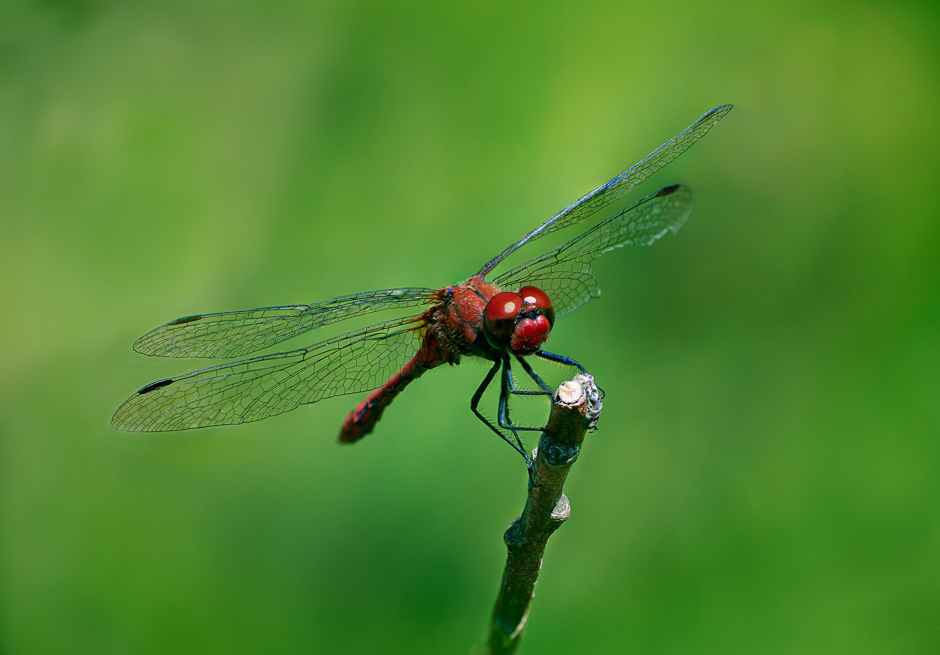 Gerhard  Schneglberger "broken wings"
