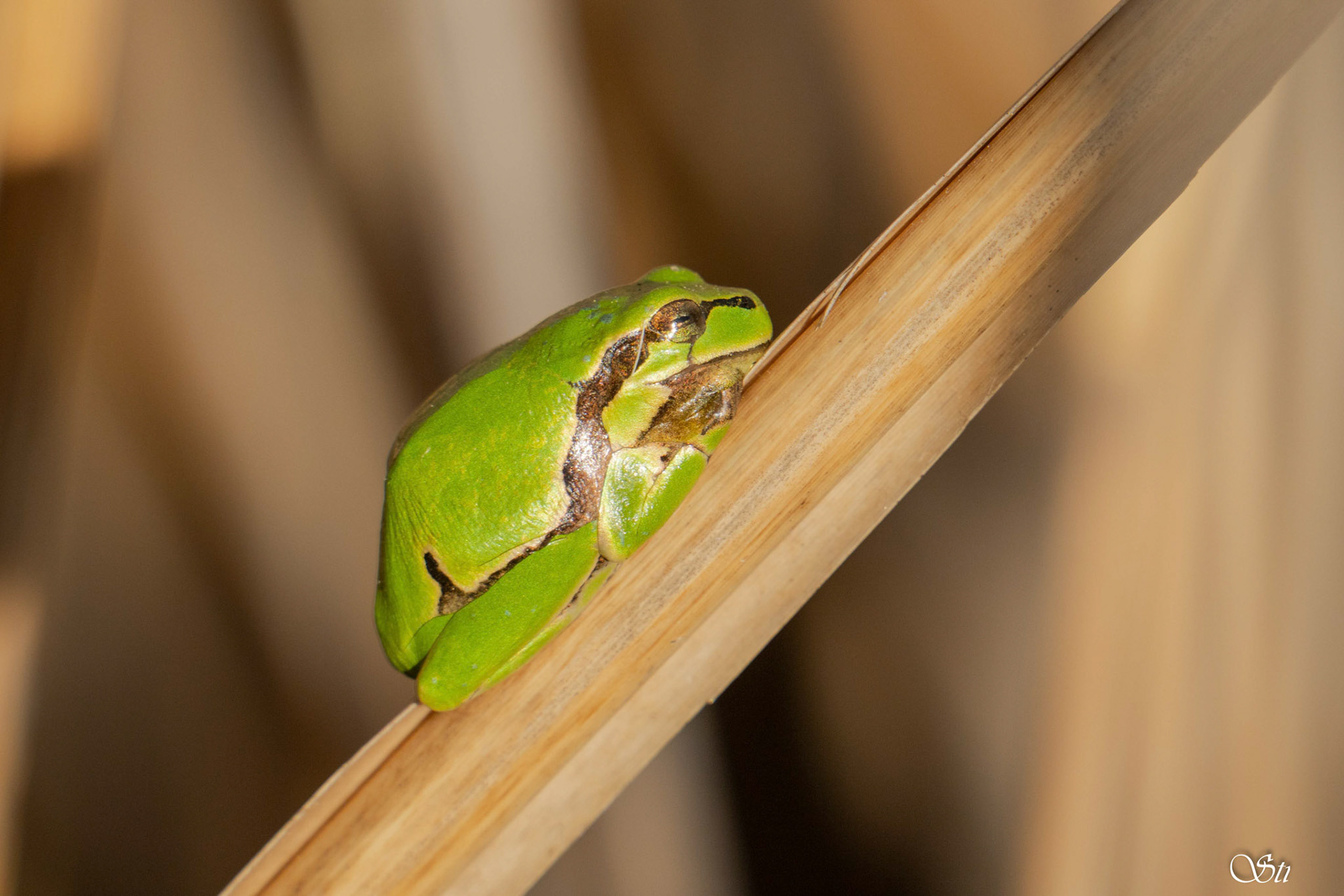 Grasfrosch