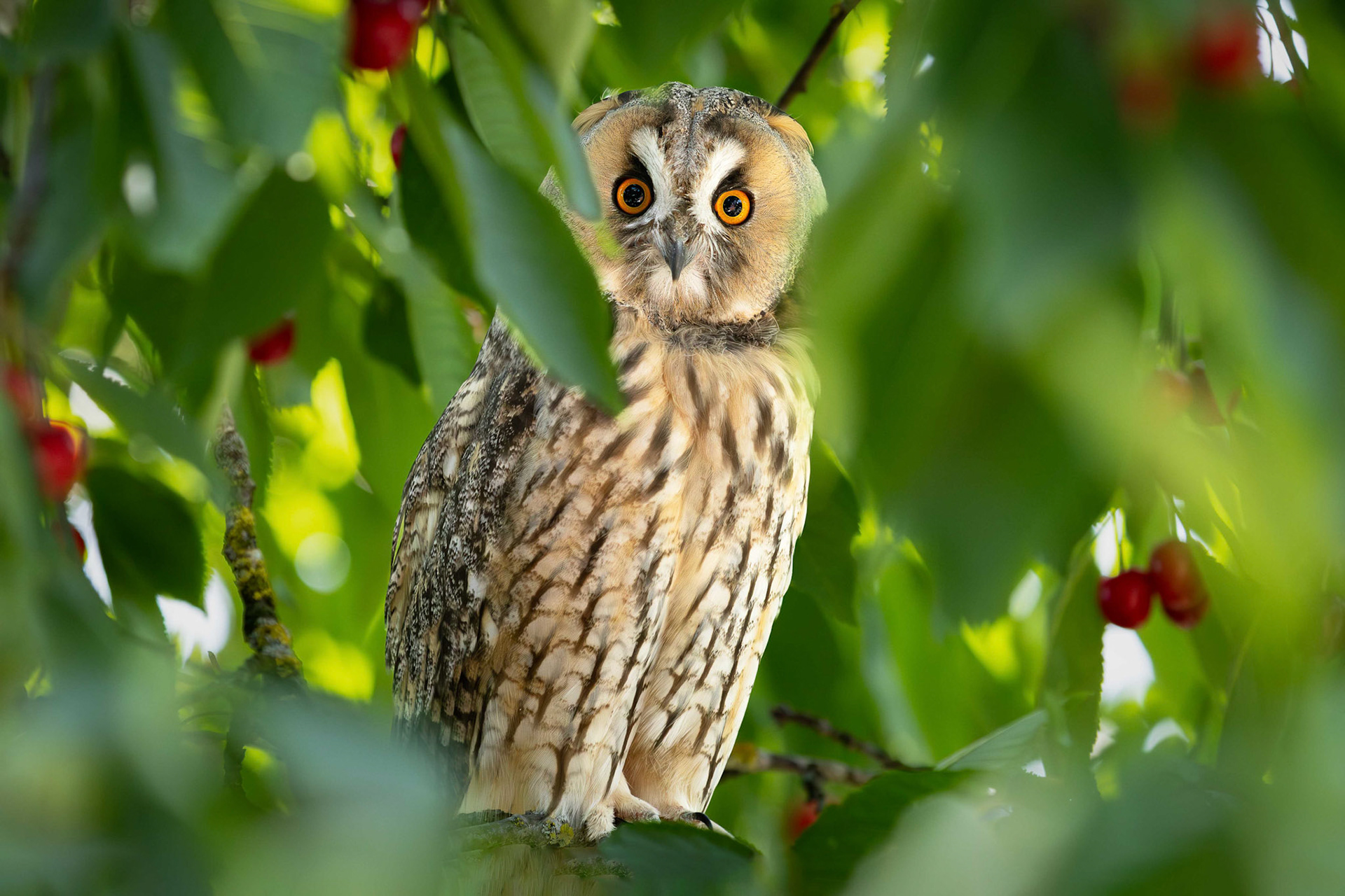 Franz Haunschmied "fixiert"