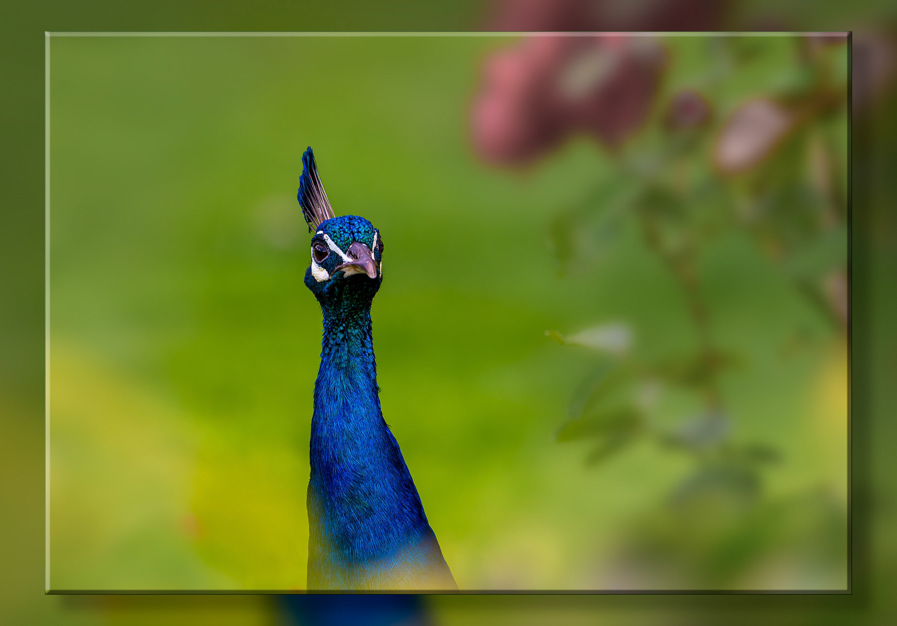 1. "Pfau" von Gerhard Schneglberger