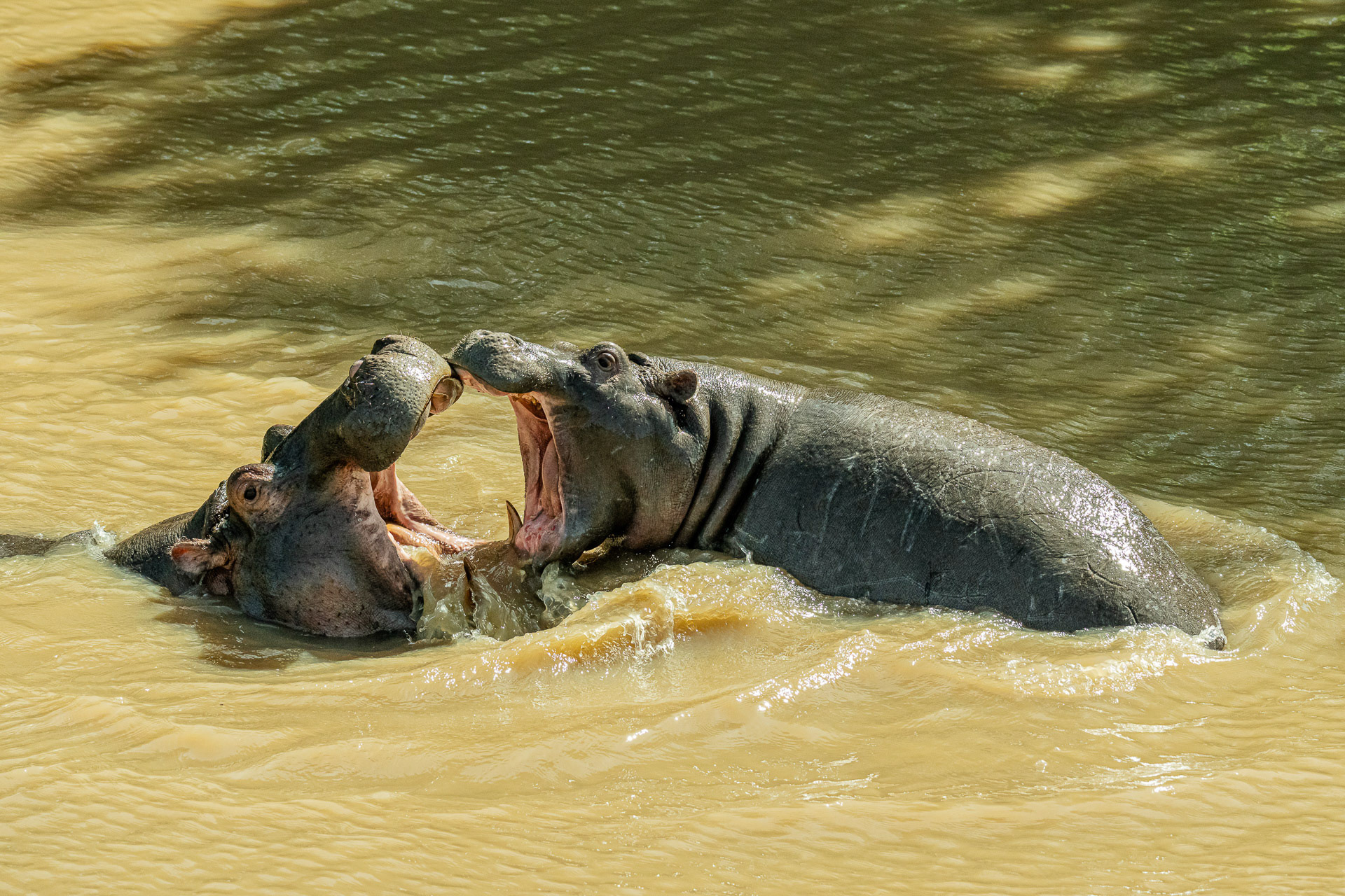 Kampf der Giganten von Franz Stiglbauer