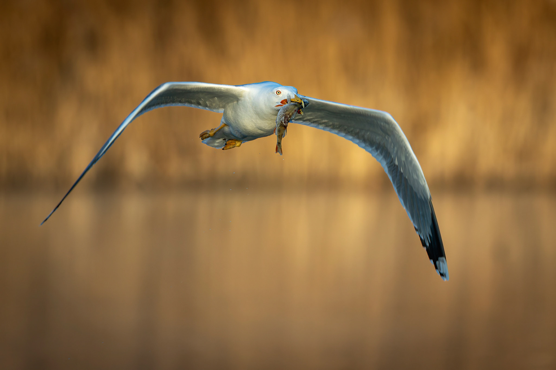 Franz Haunschmied "Fangerfolg"