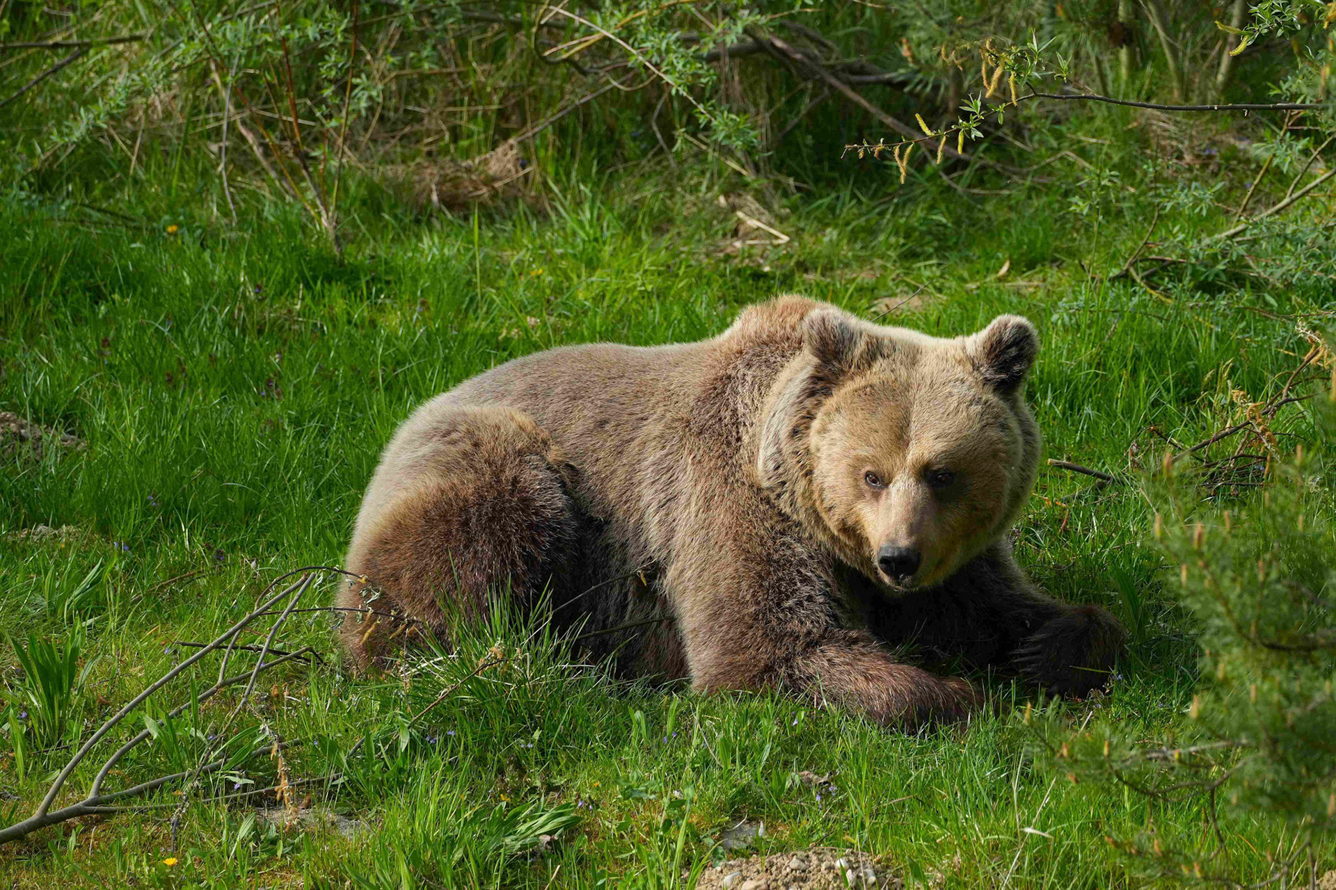 Bärenpark