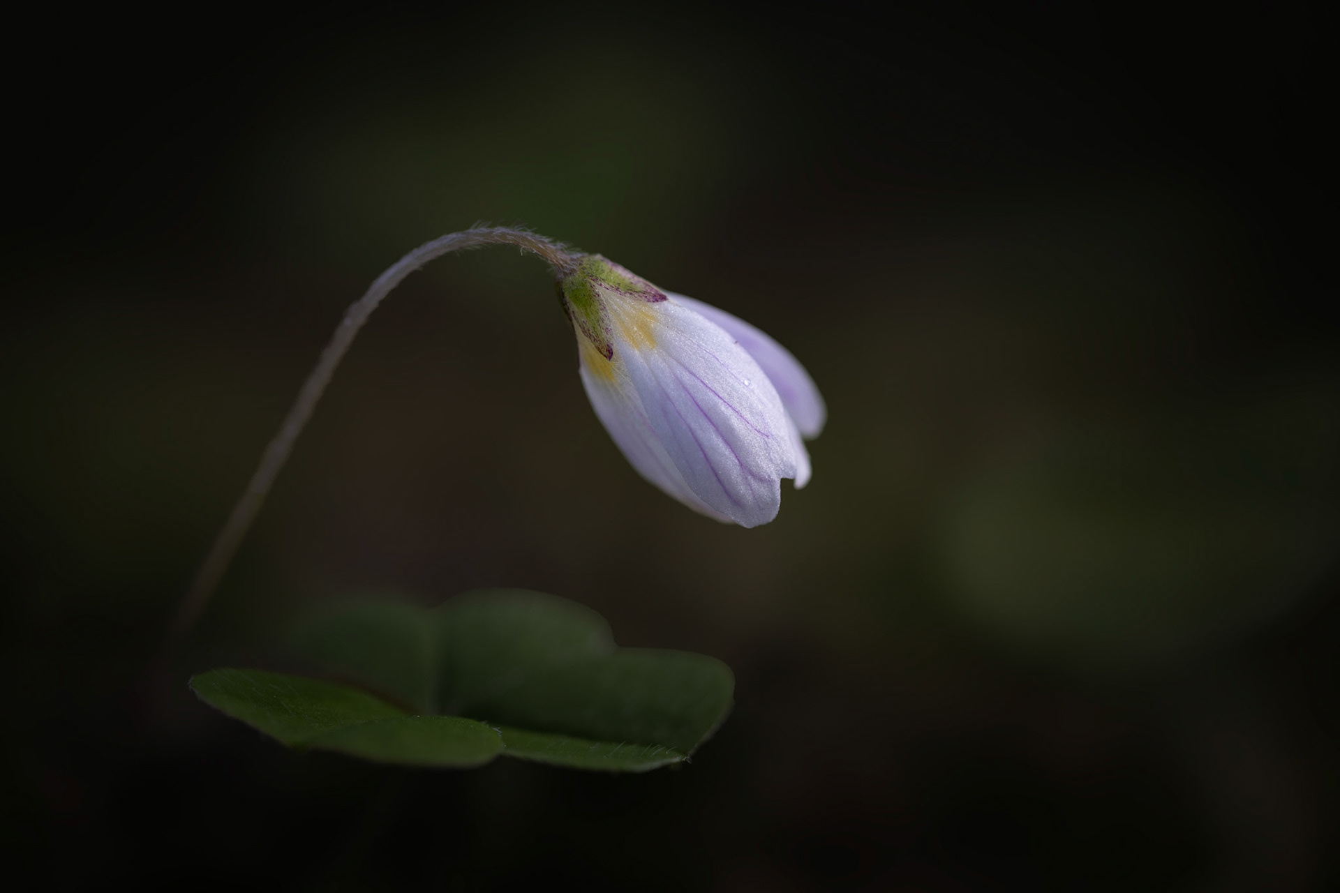 Klaus Pichler "sanft gebogen"