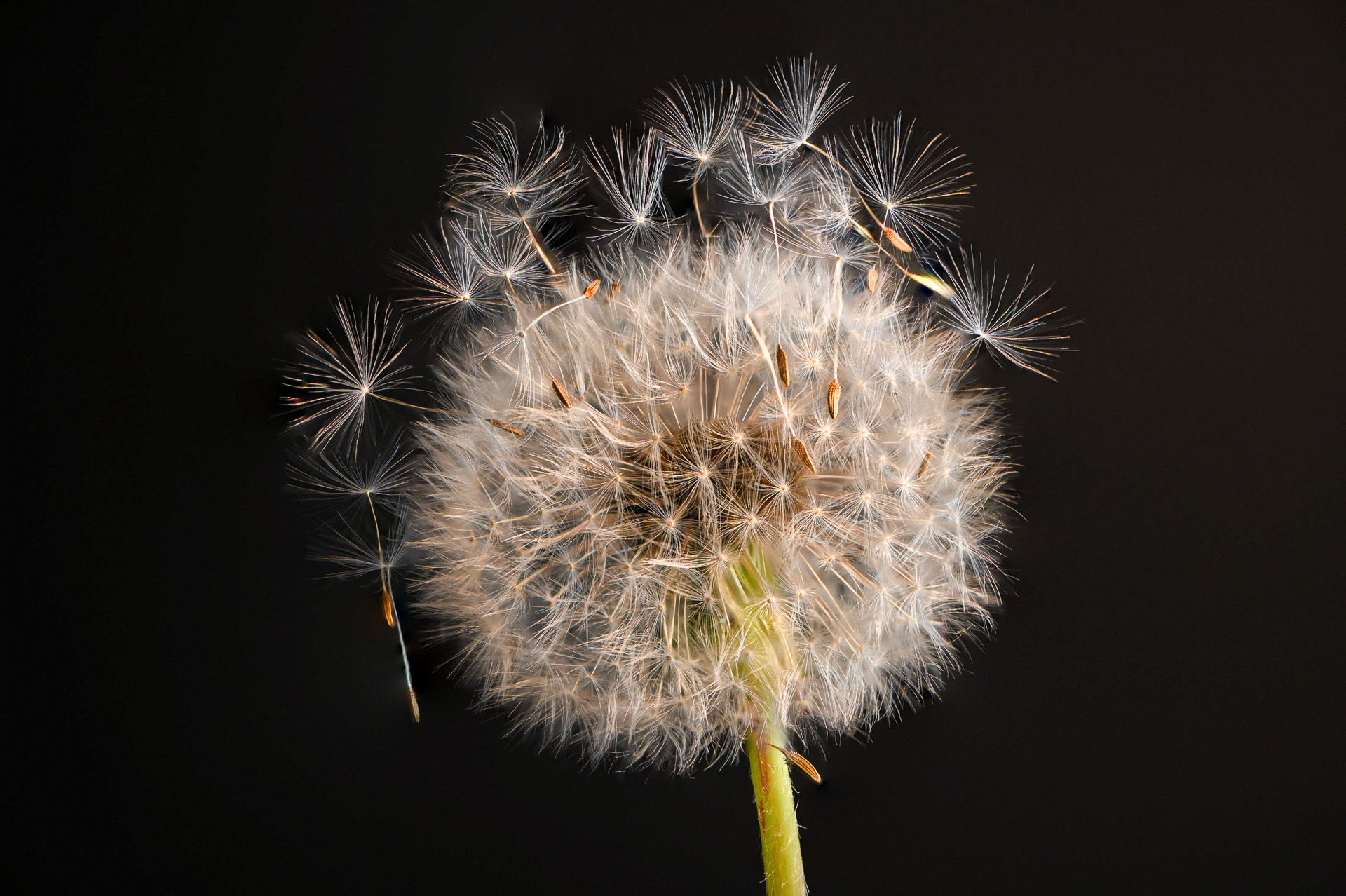"Pusteblume" Franz Hebenstreit