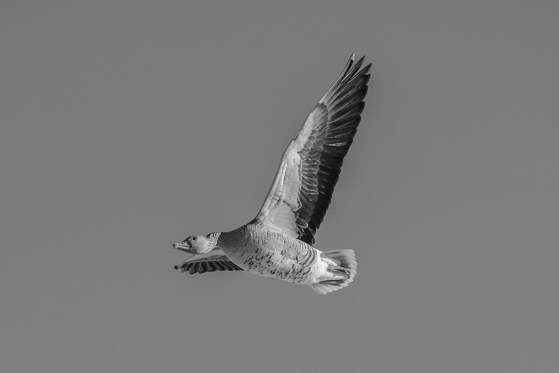Markus Trausinger "Überflug"