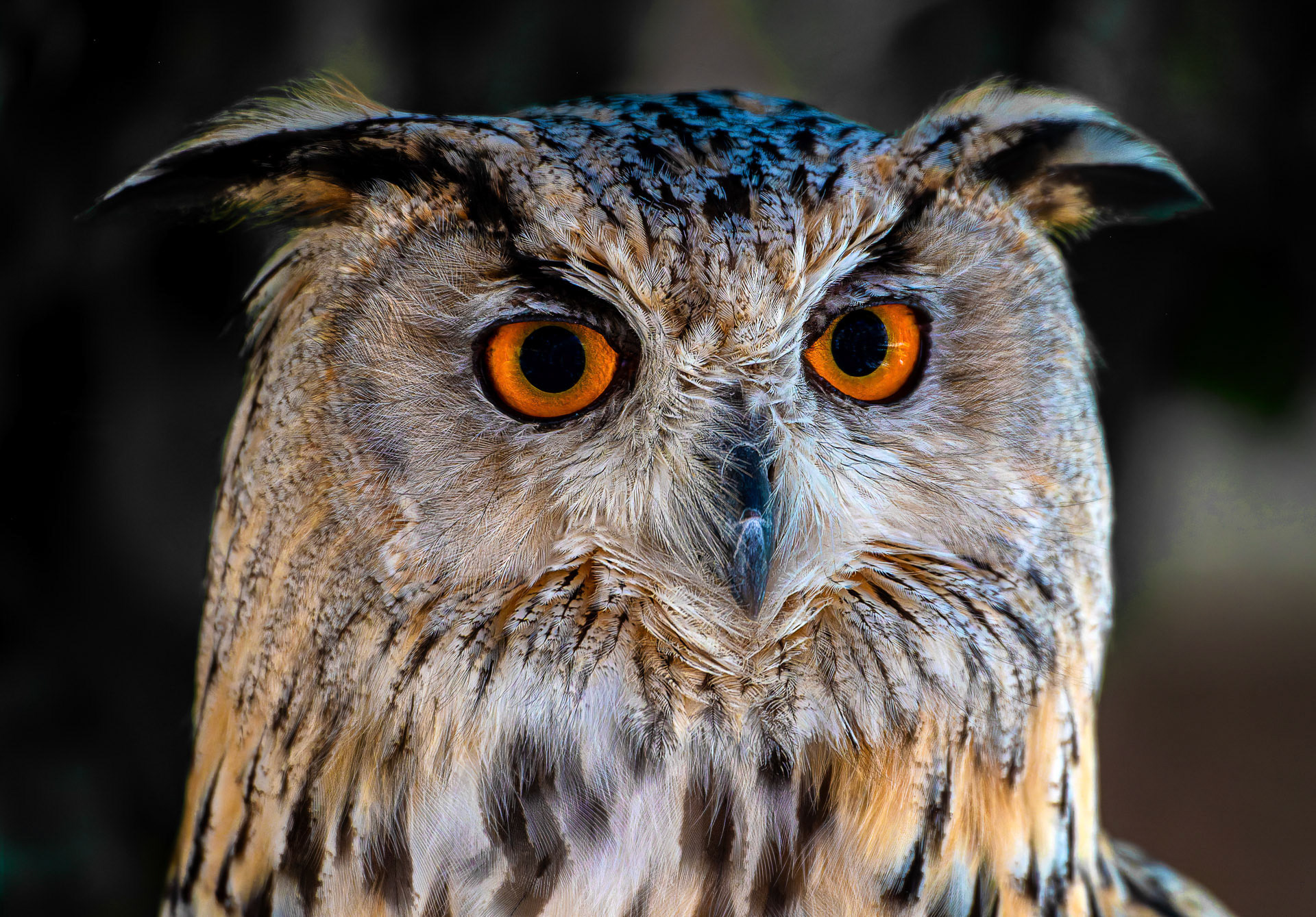 Gerhard  Schneglberger "Uhu"