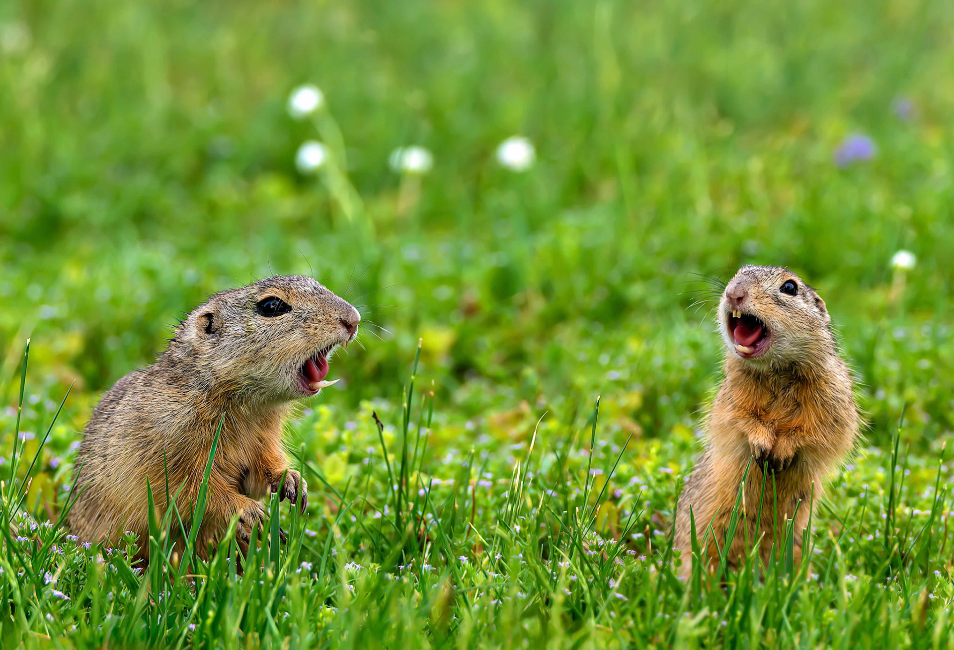 Gerhard Schneglberger "Zwiegespräch"