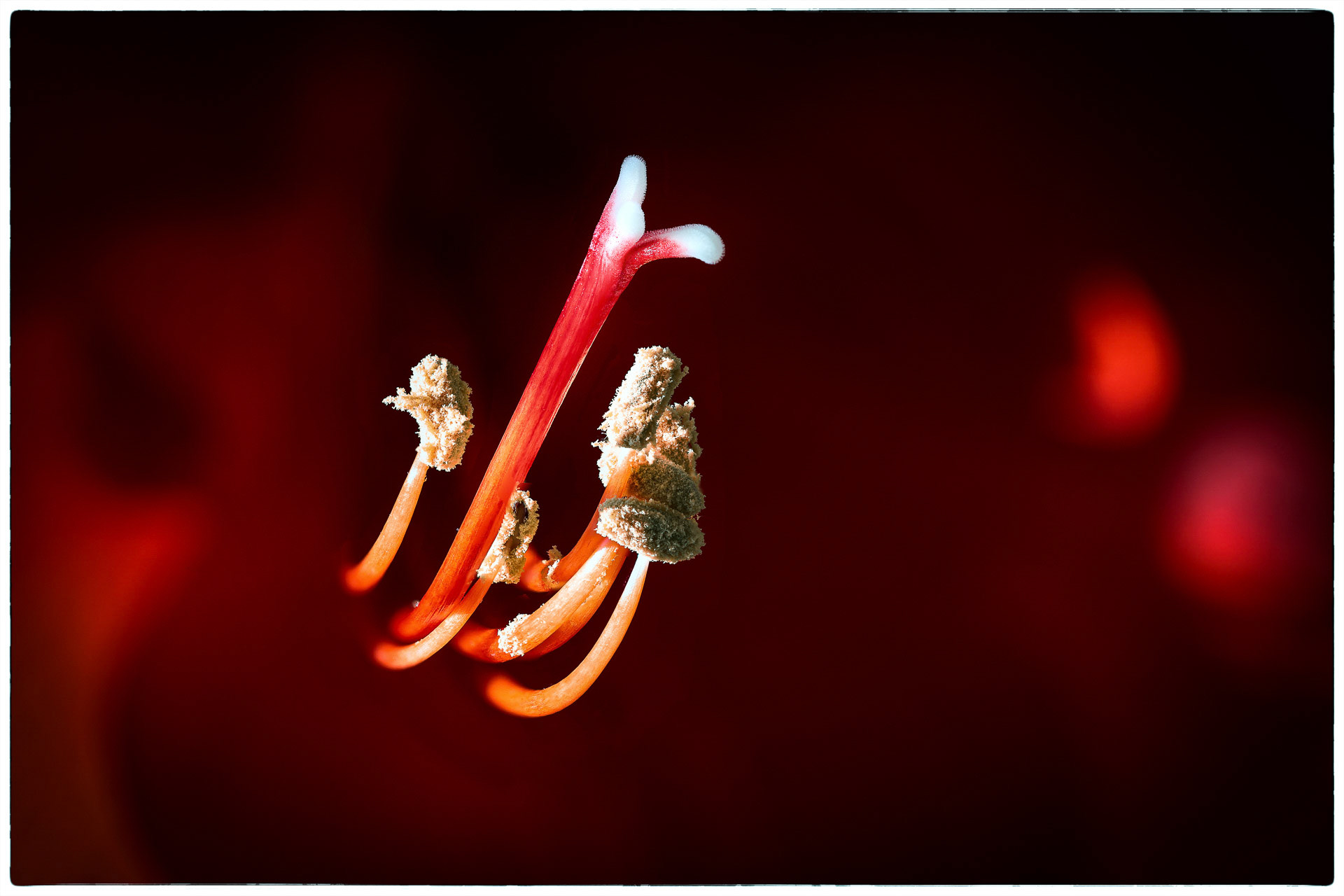 Klaus Pichler "1. Amaryllis"