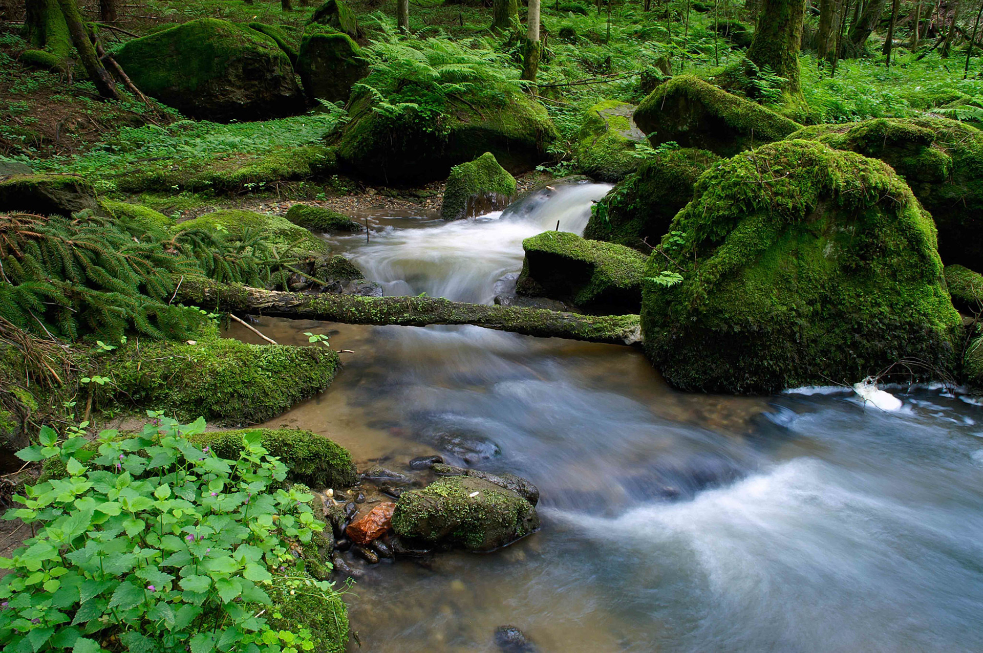 Walter Trausinger "Bächlein"