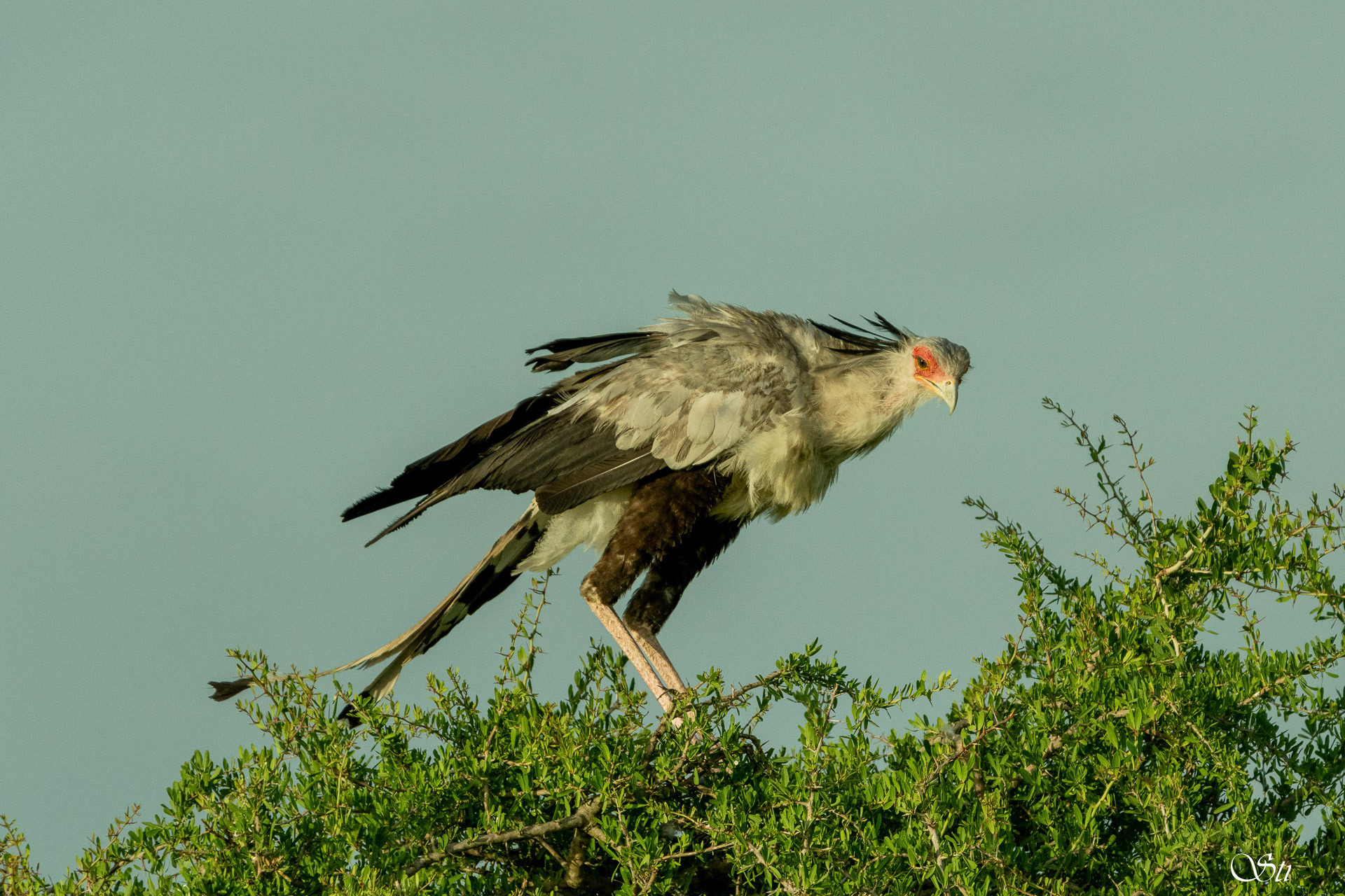 Sekretär