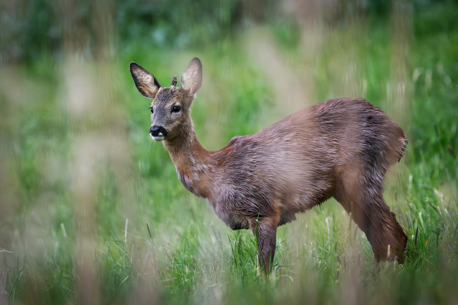 "Jährling" Franz Haunschmied