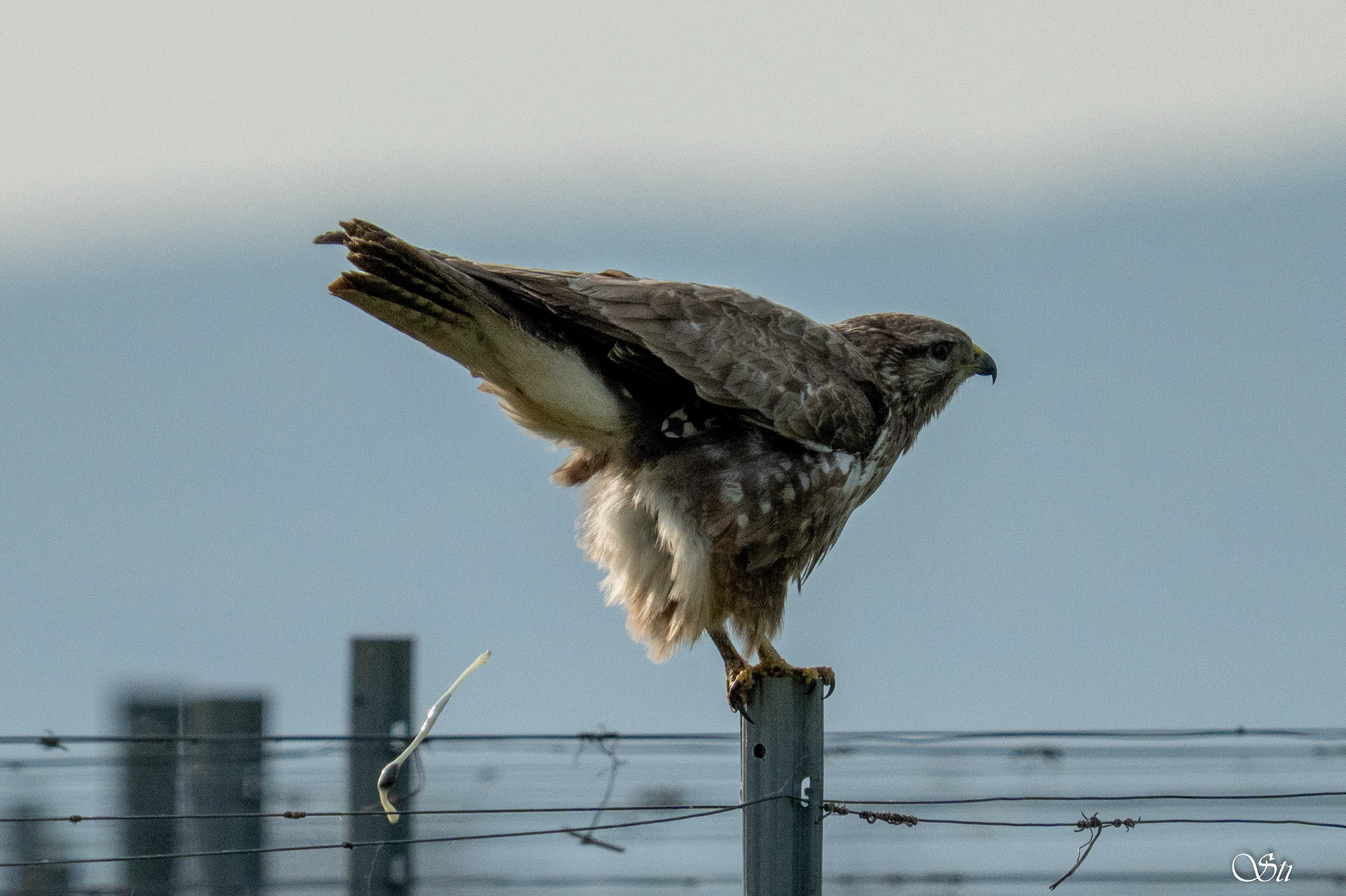Mäusebussard