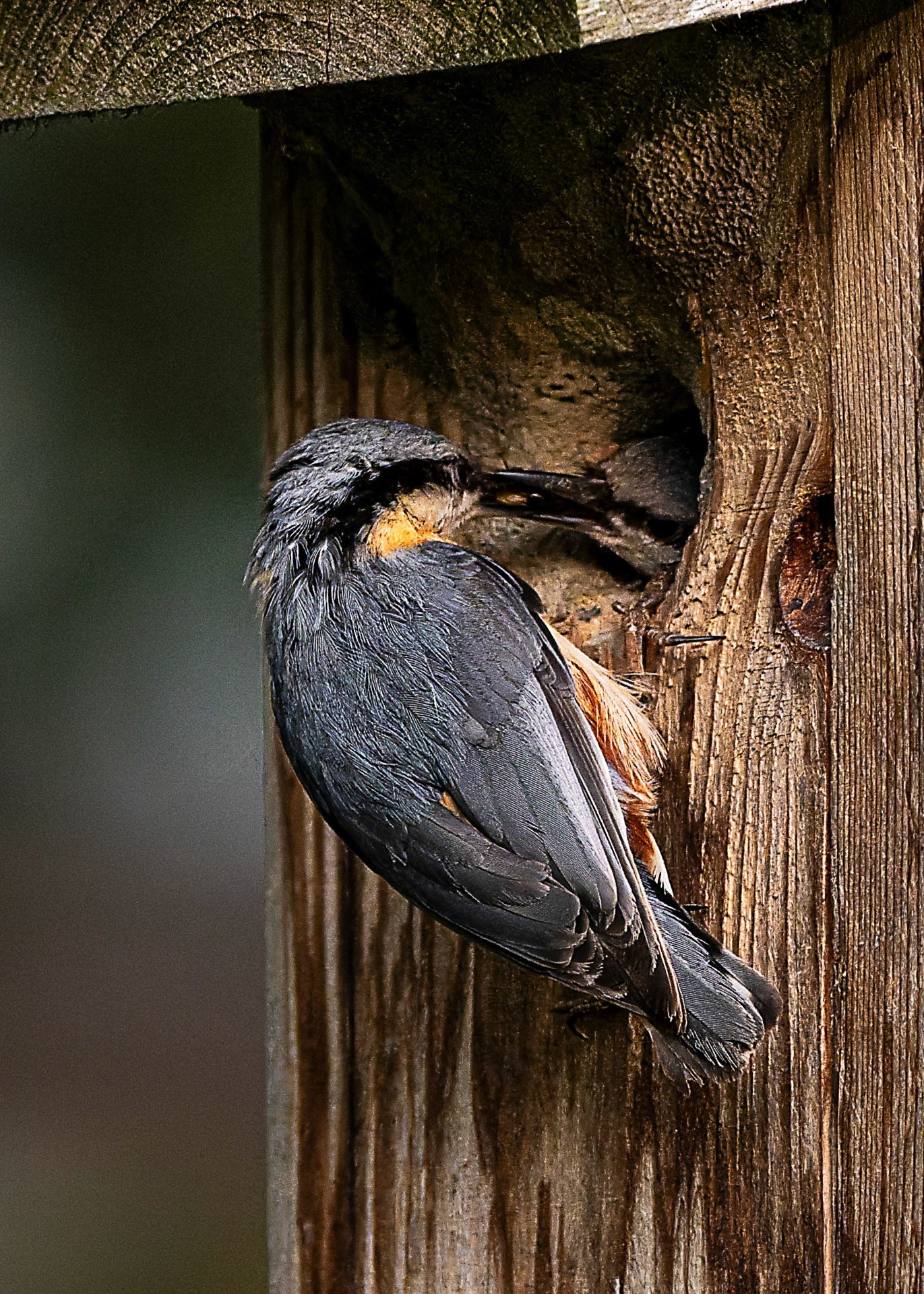 Frühstück" Gerhard Schneglberger