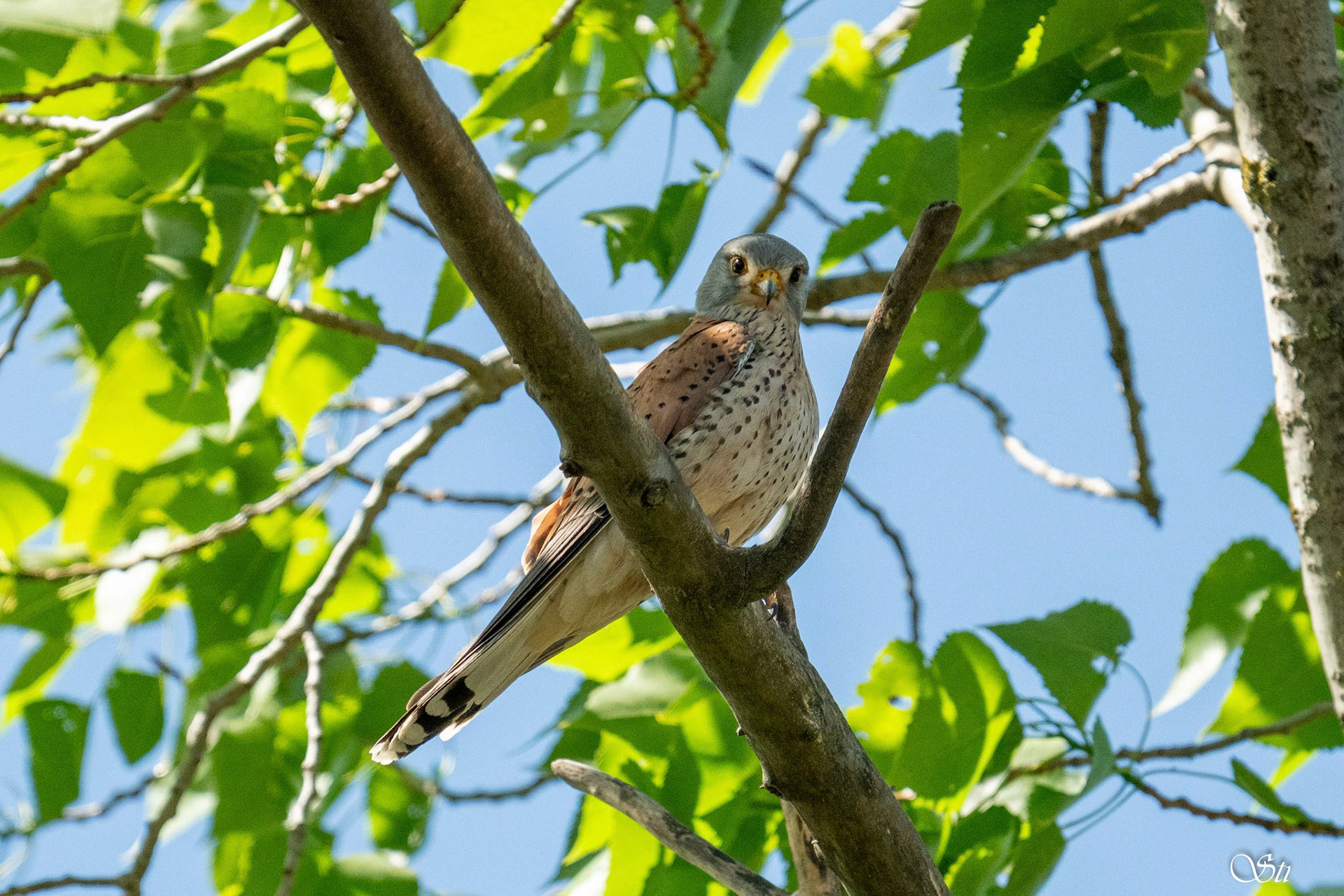 Turmfalke