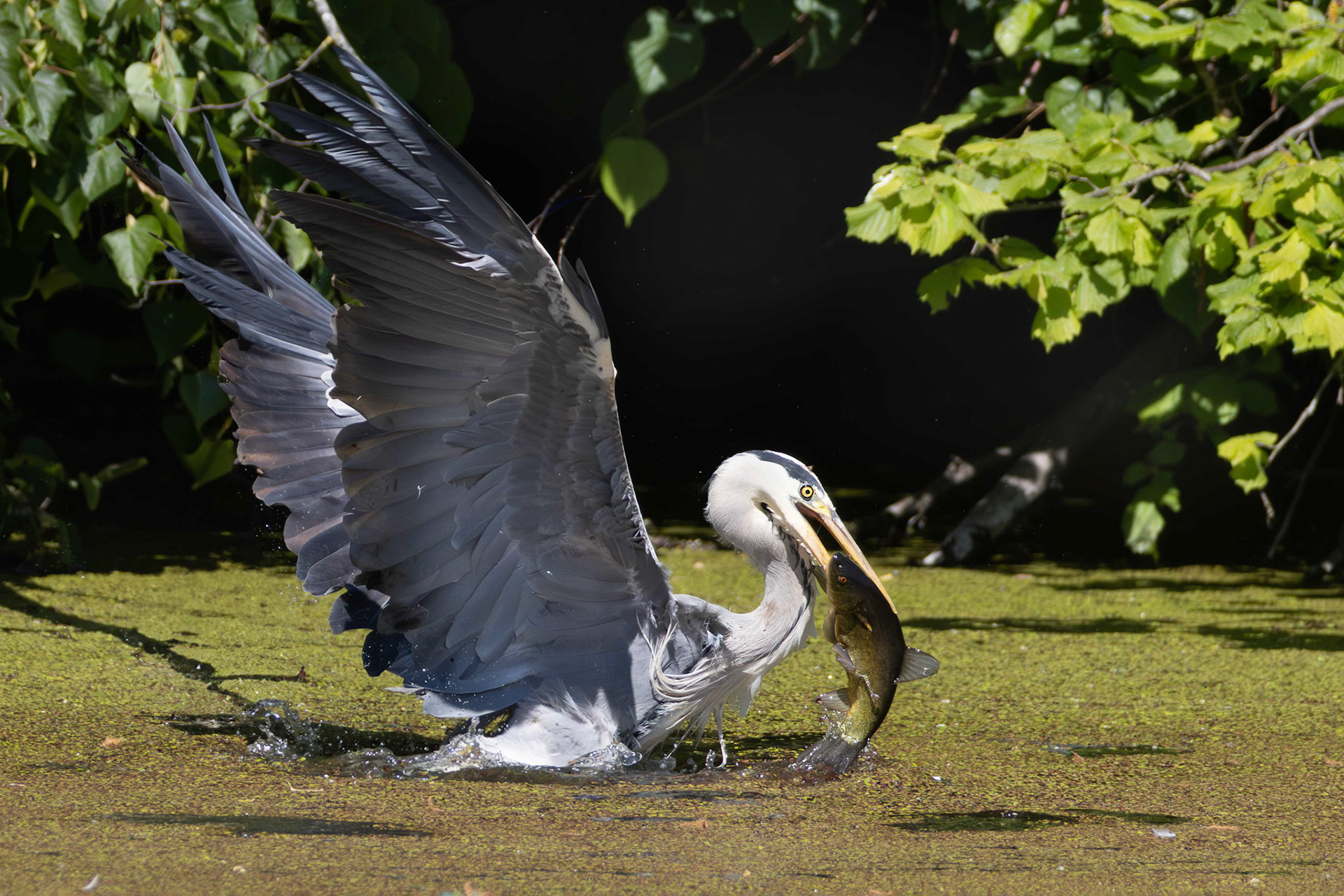 Franz Haunschmied "big fish"
