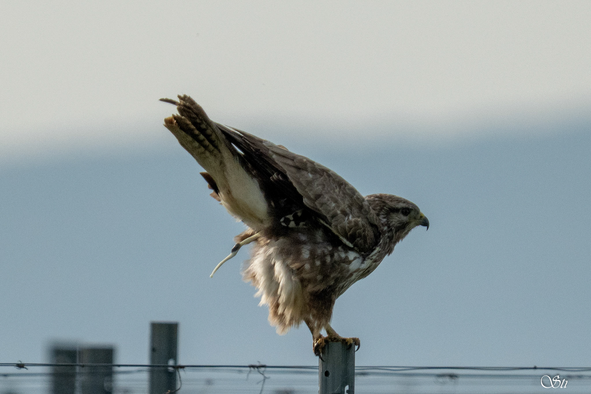 Mäusebussard
