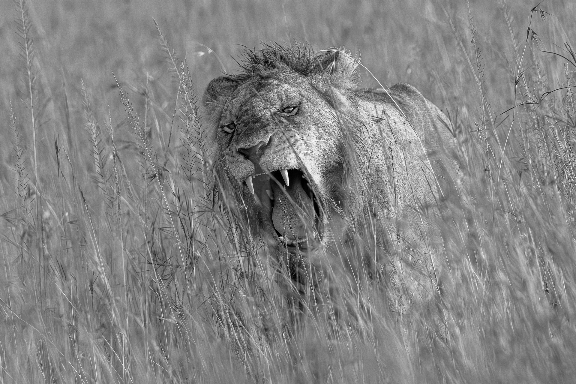 Franz  Stiglbauer "brüllender Löwe"