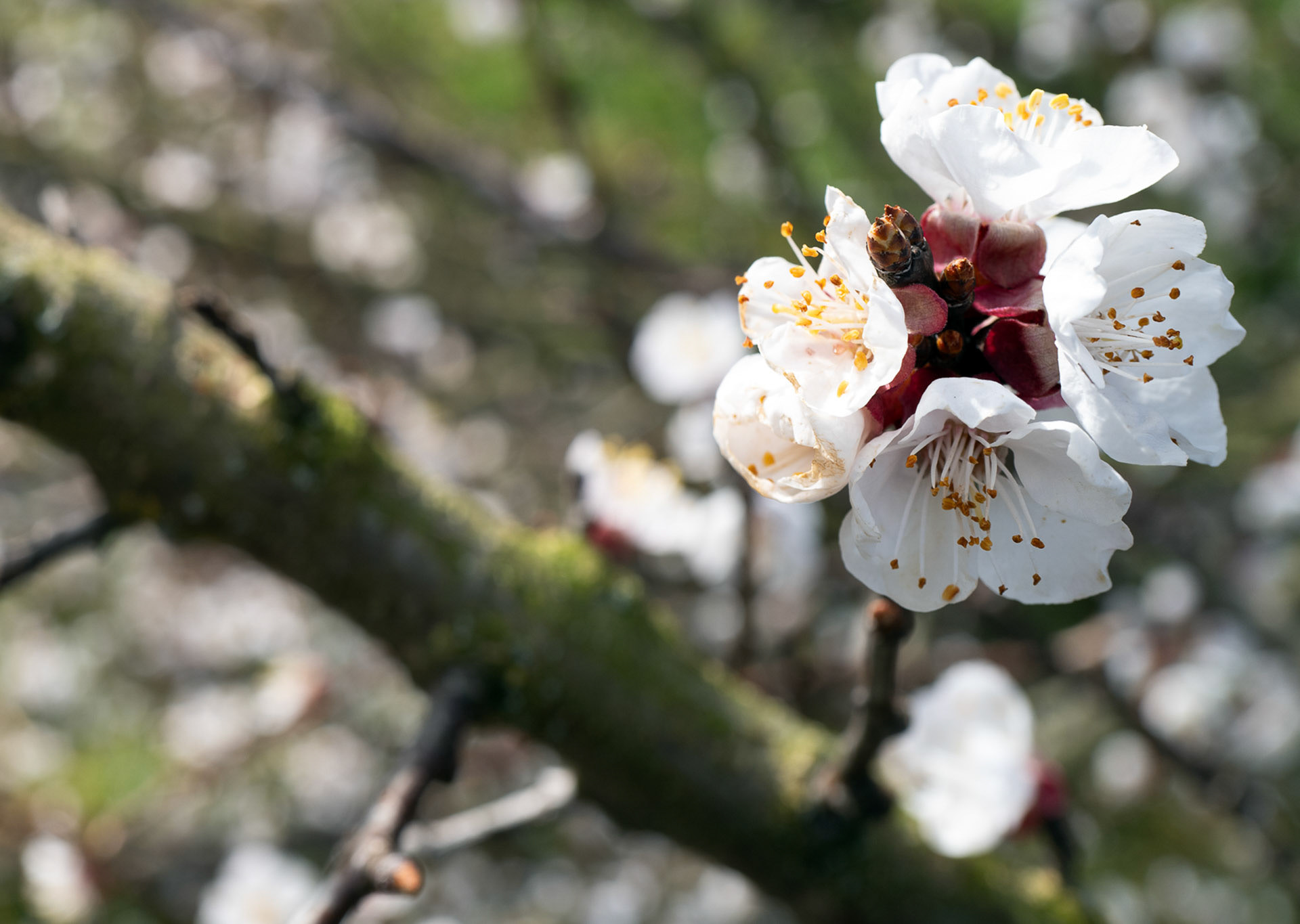 Hans Jürgen  Watzinger "allerletzte Blüte"