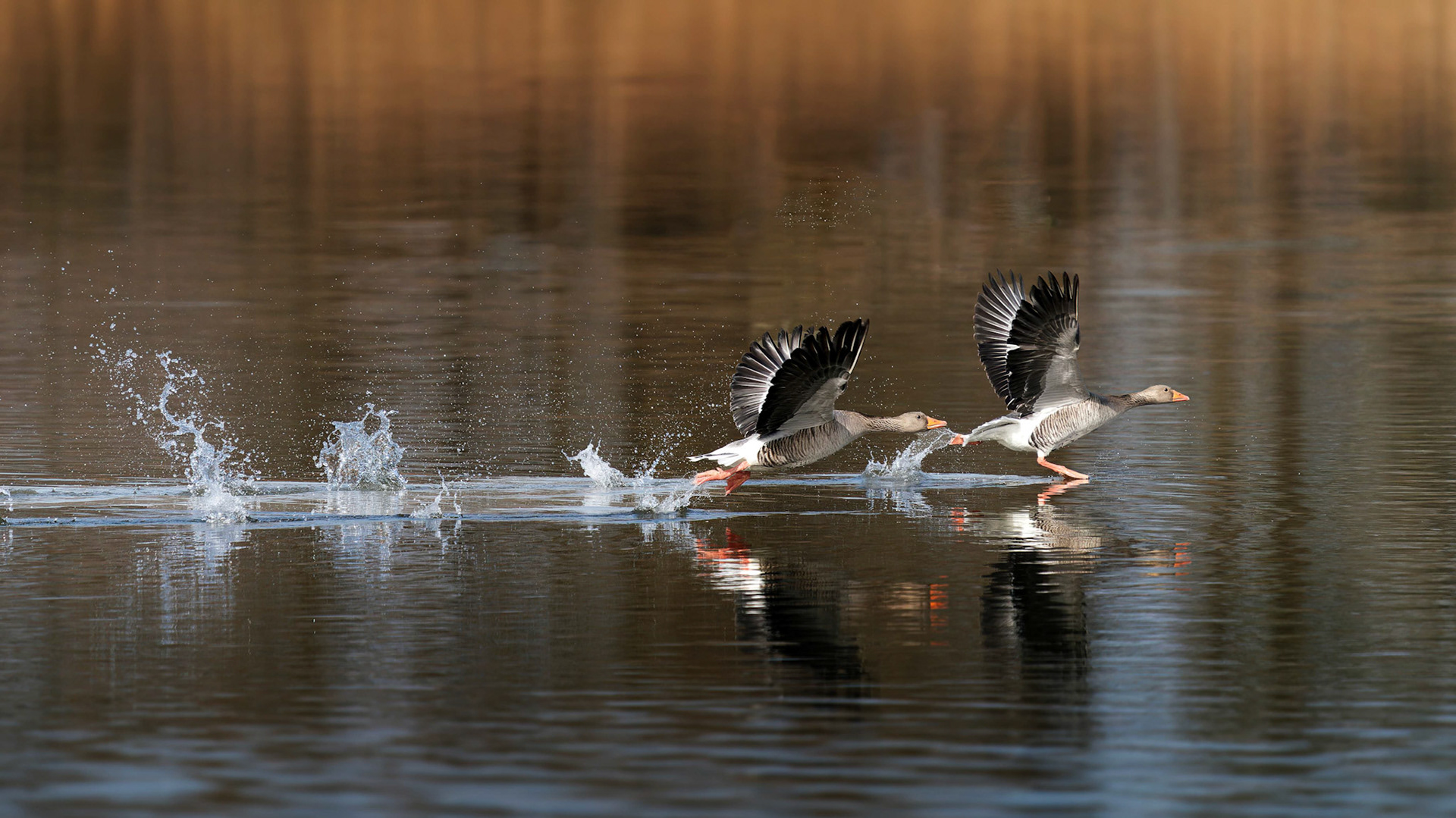 1. Walter Trausinger "auf gehts"