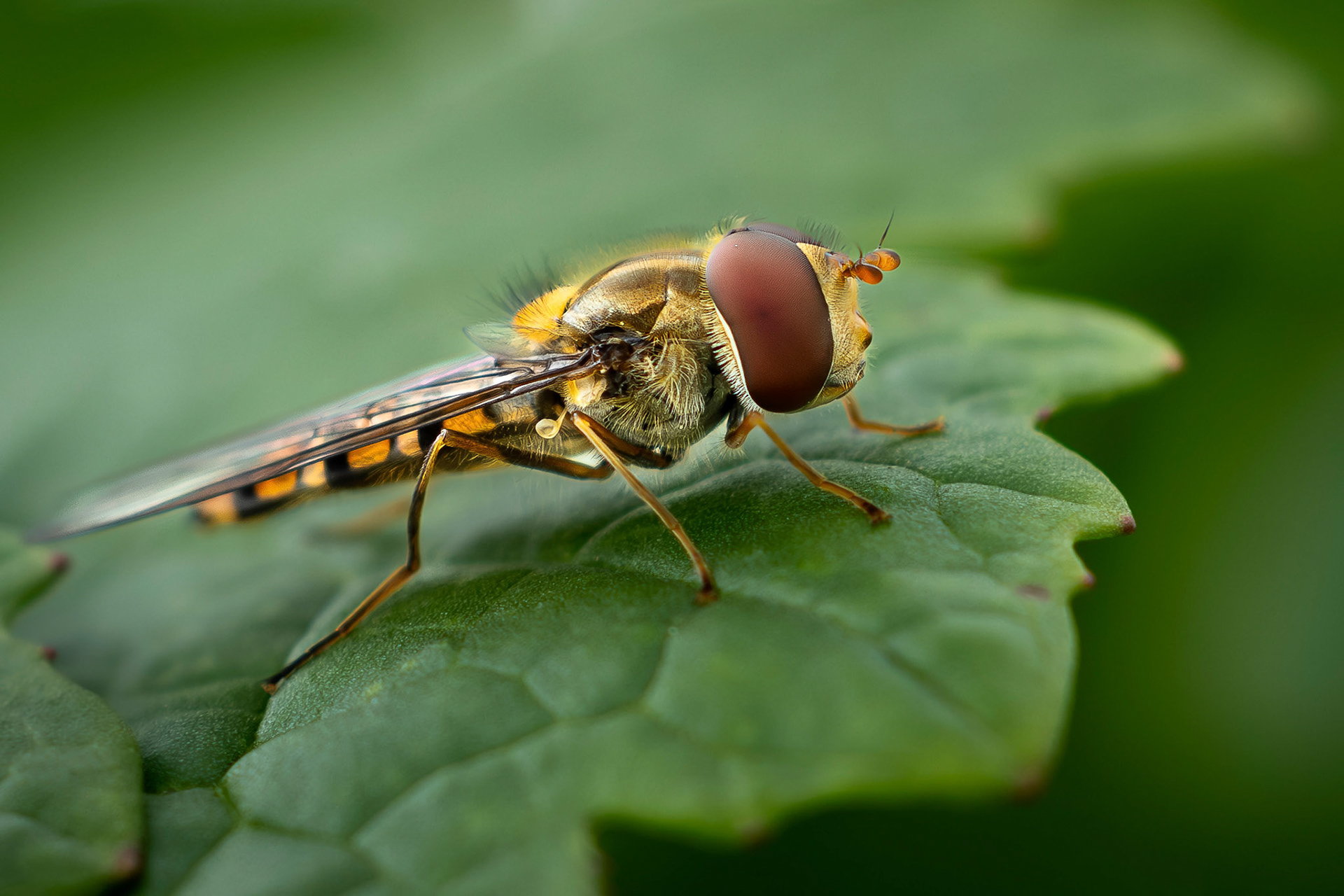 1. Franz Haunschmied "Schwebefliege"