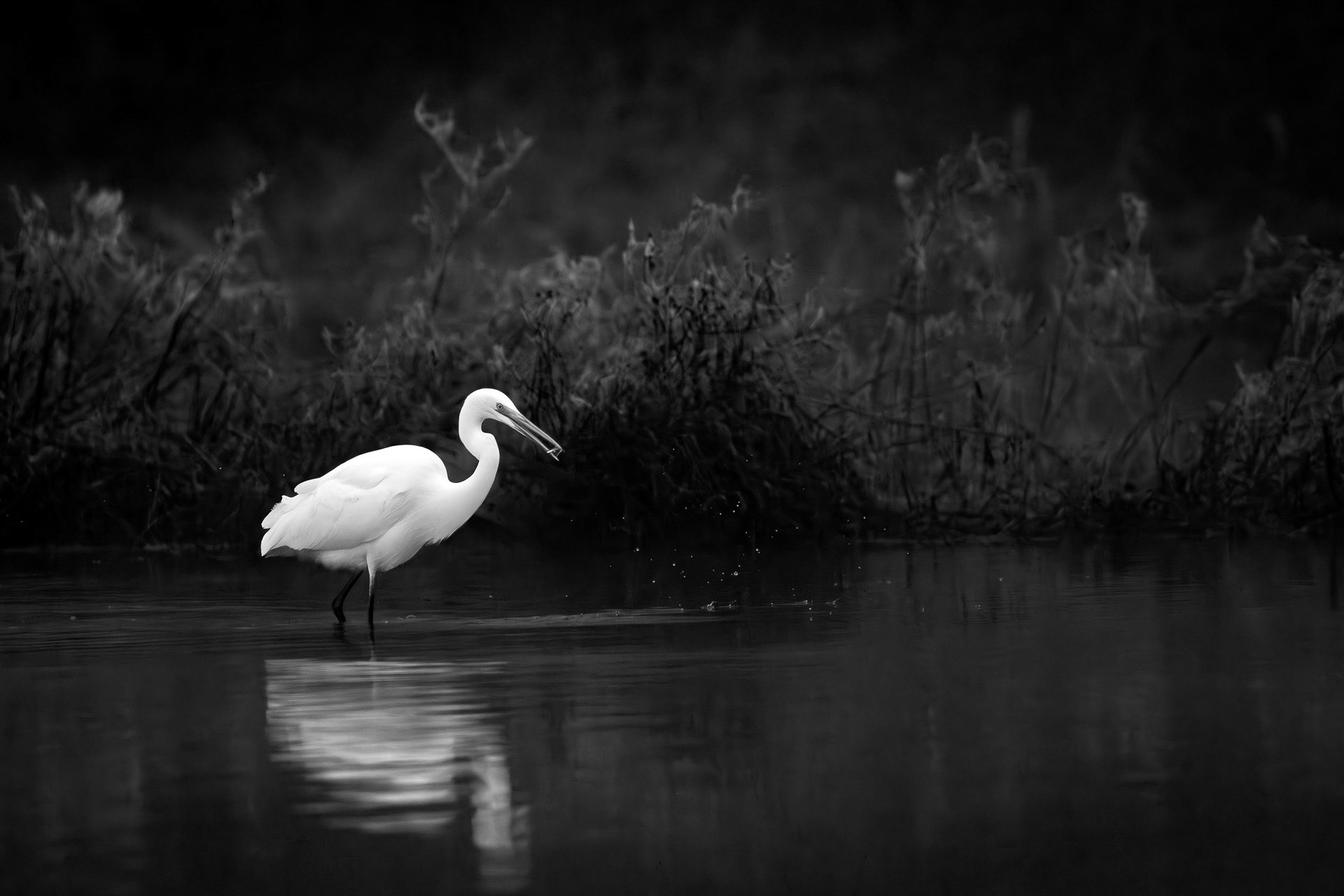 Franz Haunschmied "Jagderfolg"