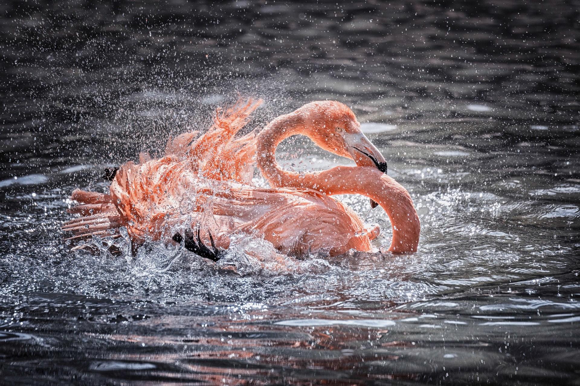 "Flamingo" Klaus Pichler