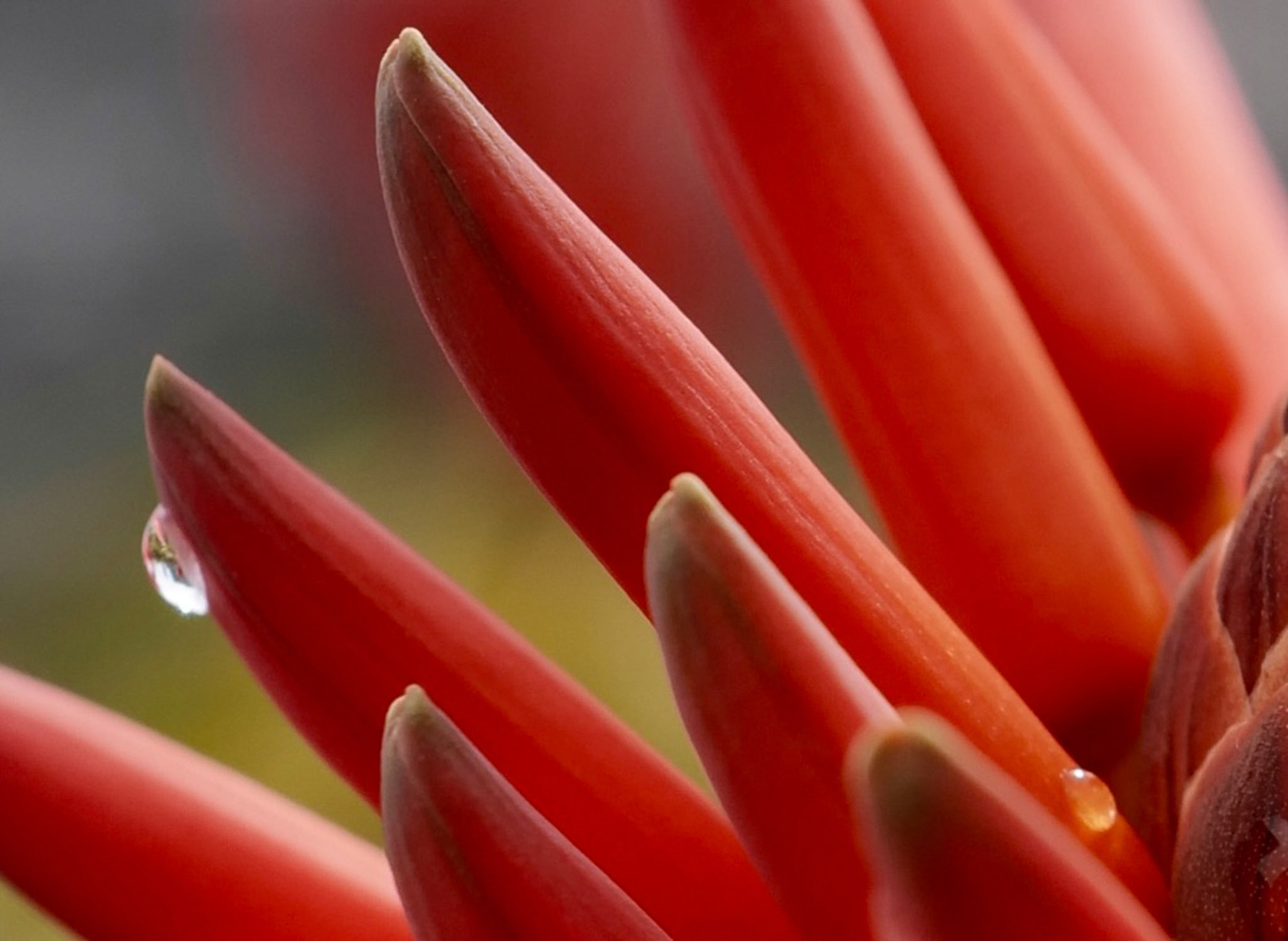 Hans Jürgen Watzinger "am Tafelberg"