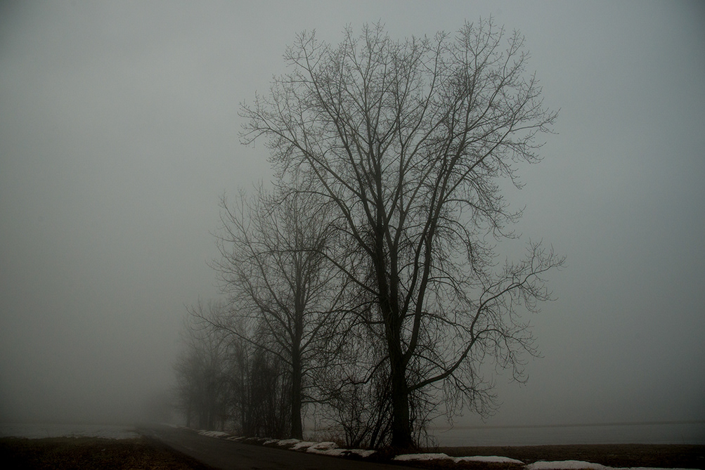 The Fog Trees