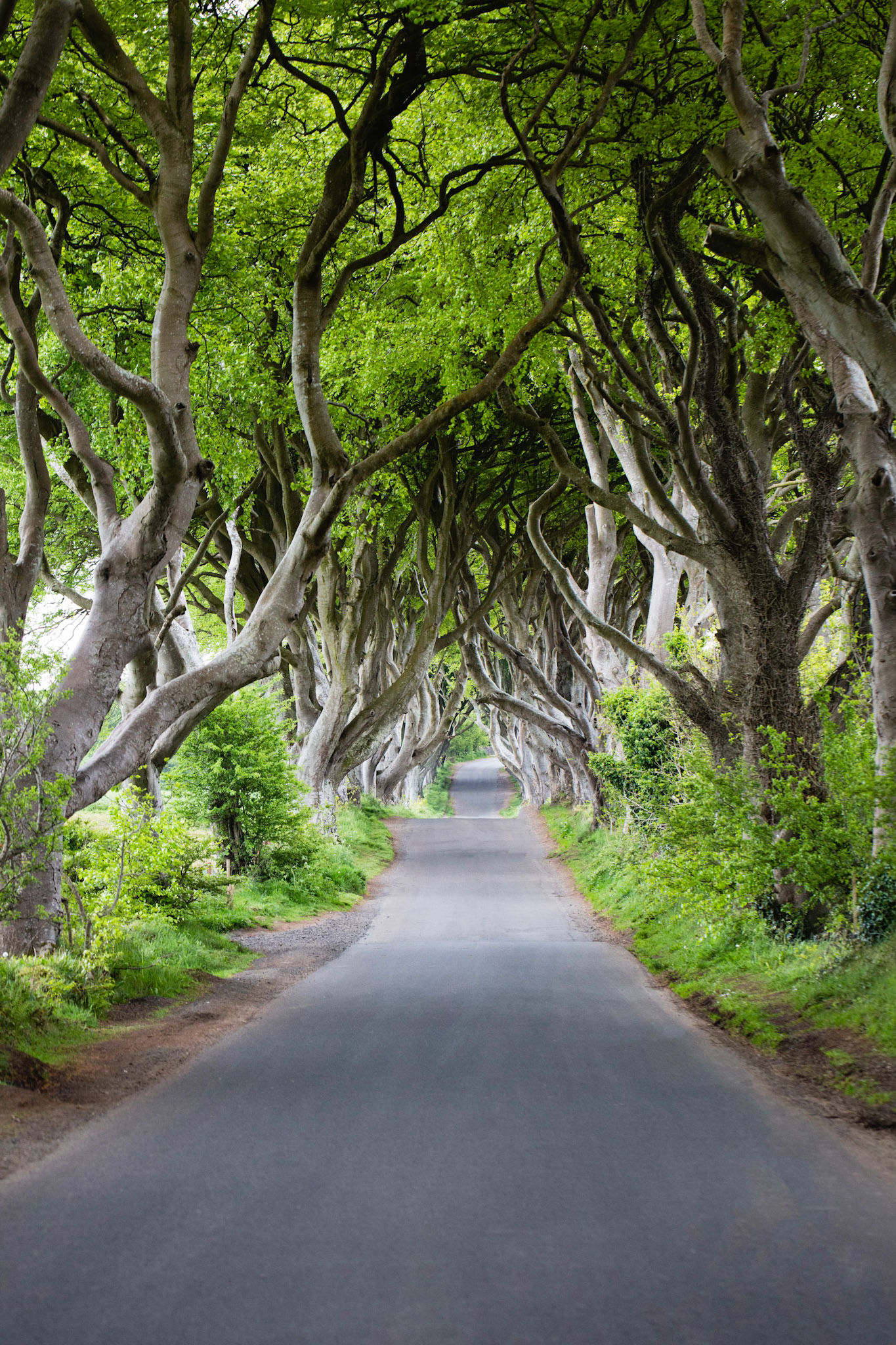 The Dark Hedges - Ireland