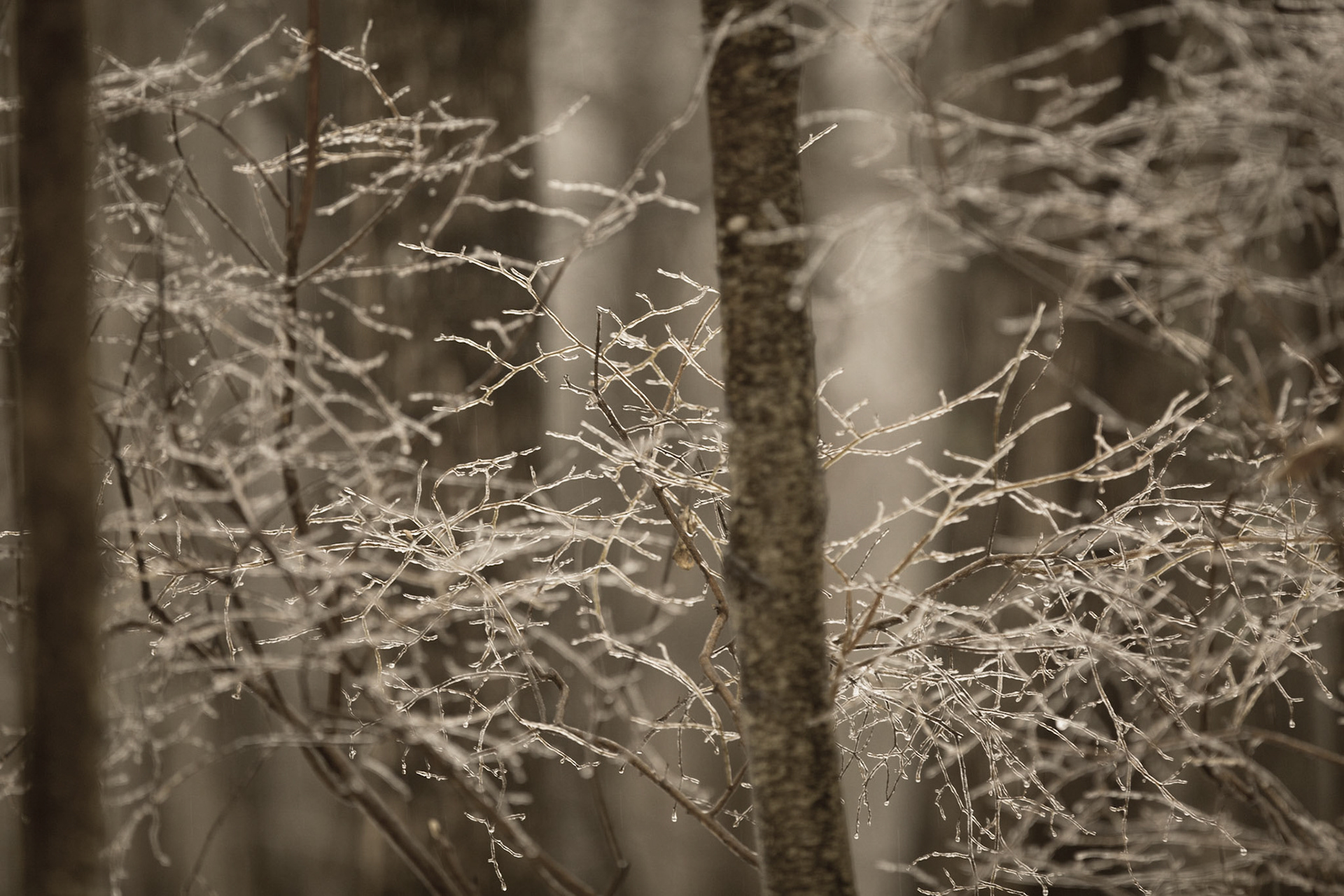 Frozen Forest III - Pensylvania