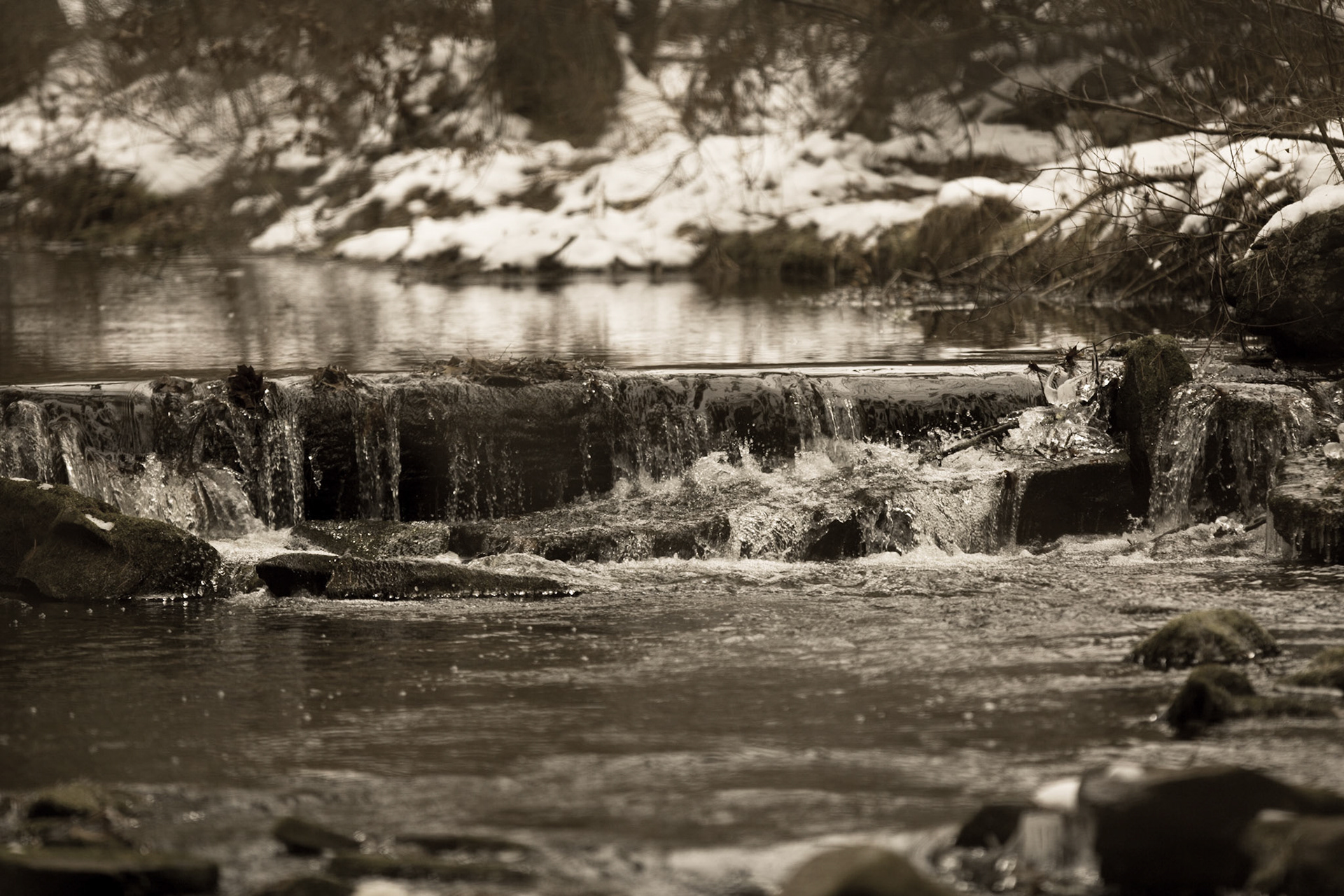 Frozen Forest I - Pennsylvania