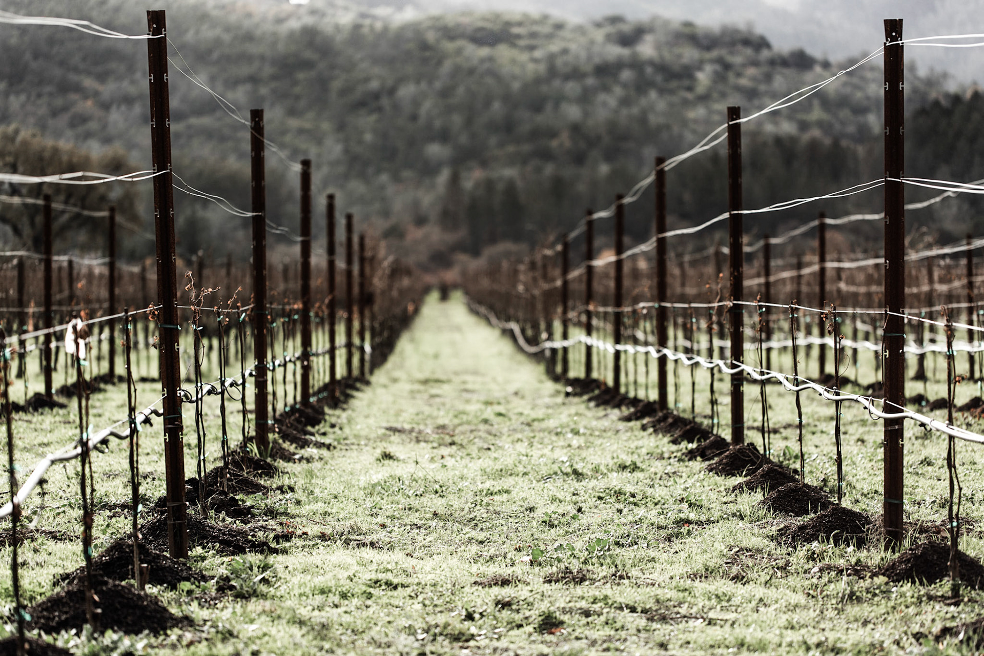 Awaiting Vines - Napa, CA