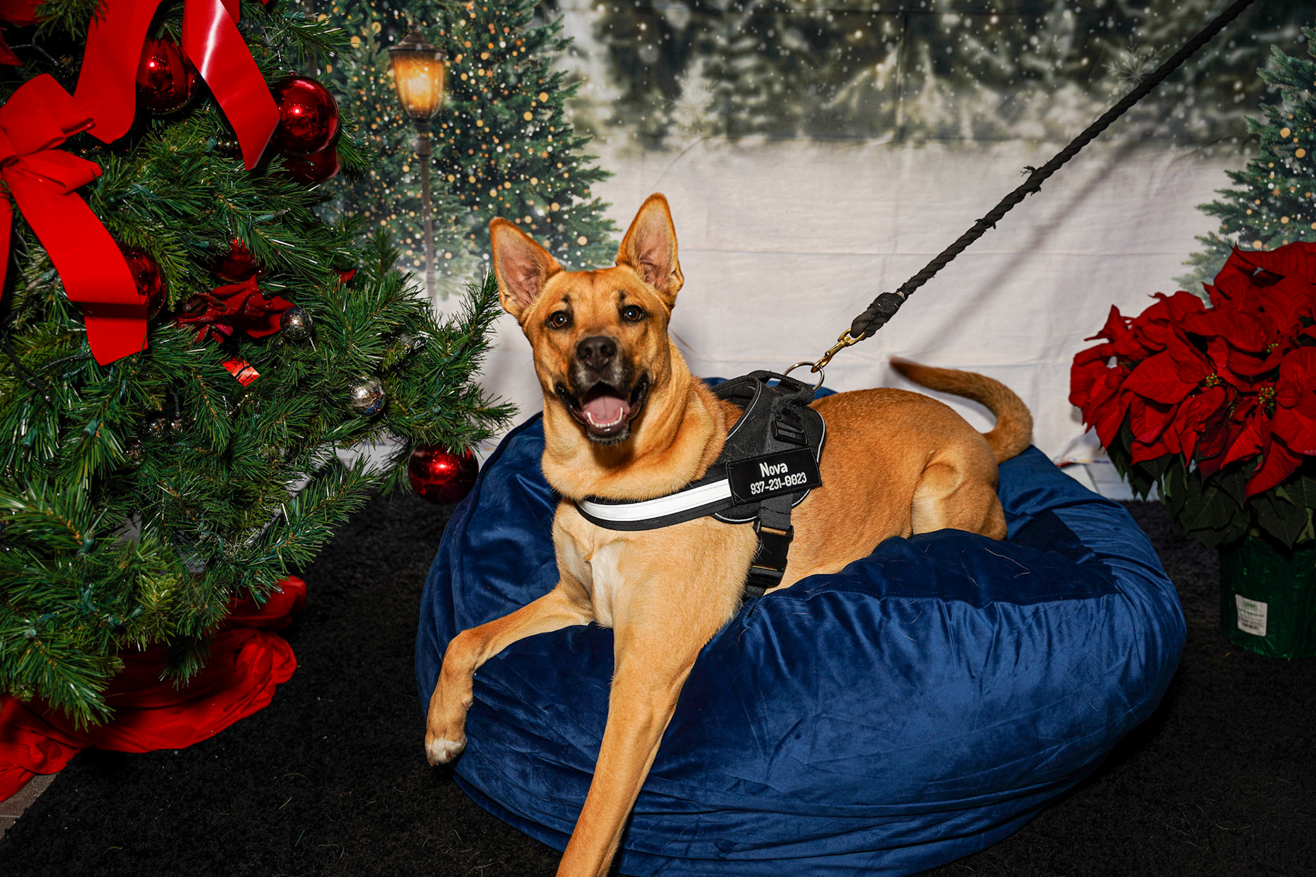 Ballston Quarter - Holiday Event